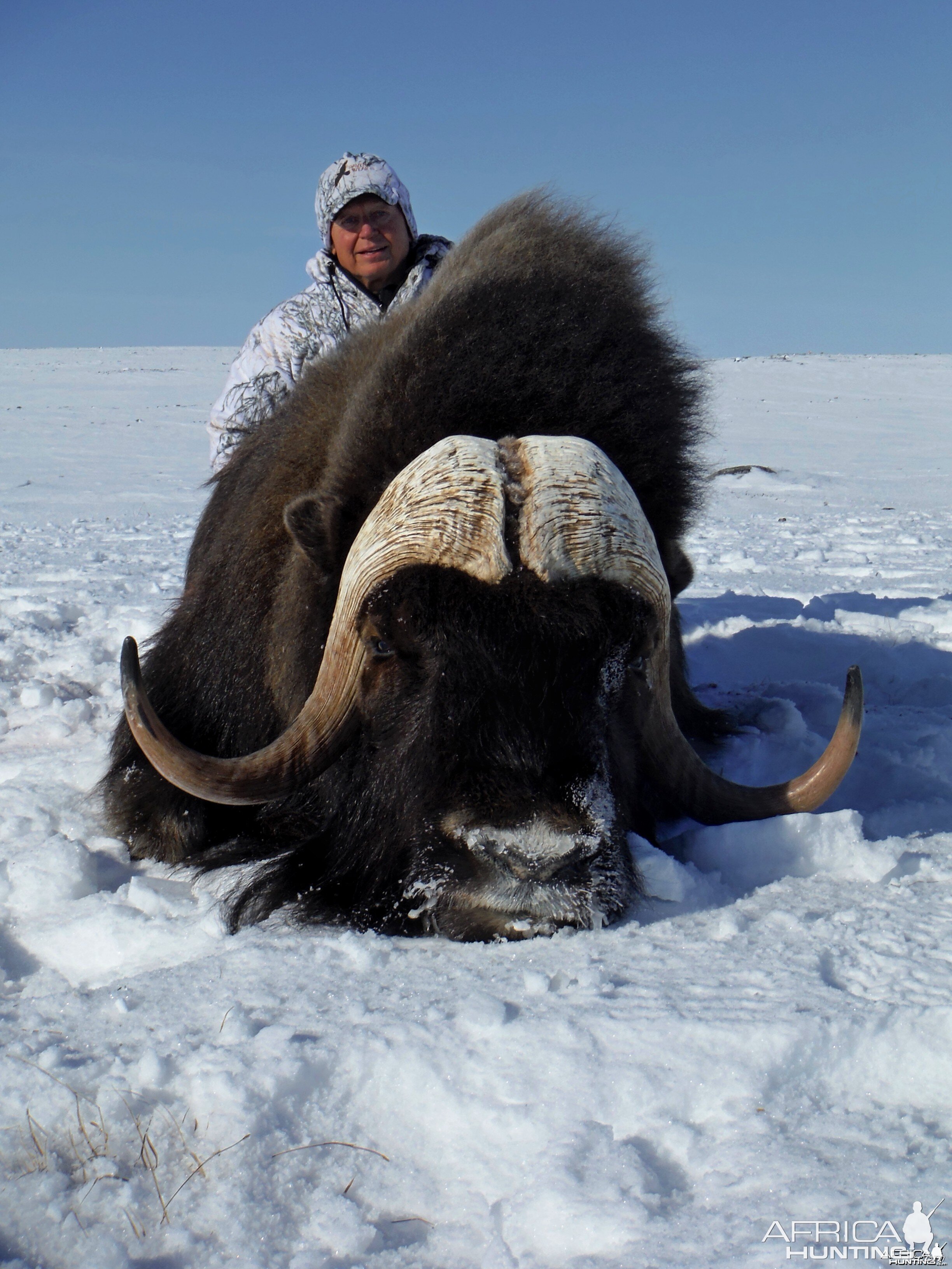 Barren Ground Musk-Ox Hunt