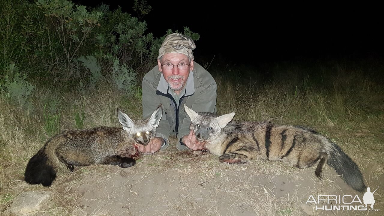 Bat-eared Fox & Aardwolf Hunt South Africa