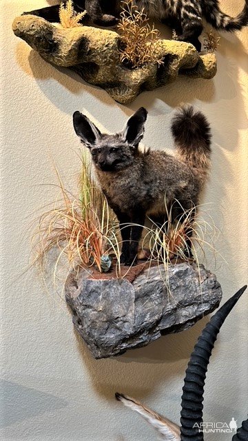 Bat-Eared Fox Full Mount Taxidermy