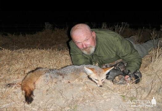 Bat-eared Fox Hunting Sunset Safaris