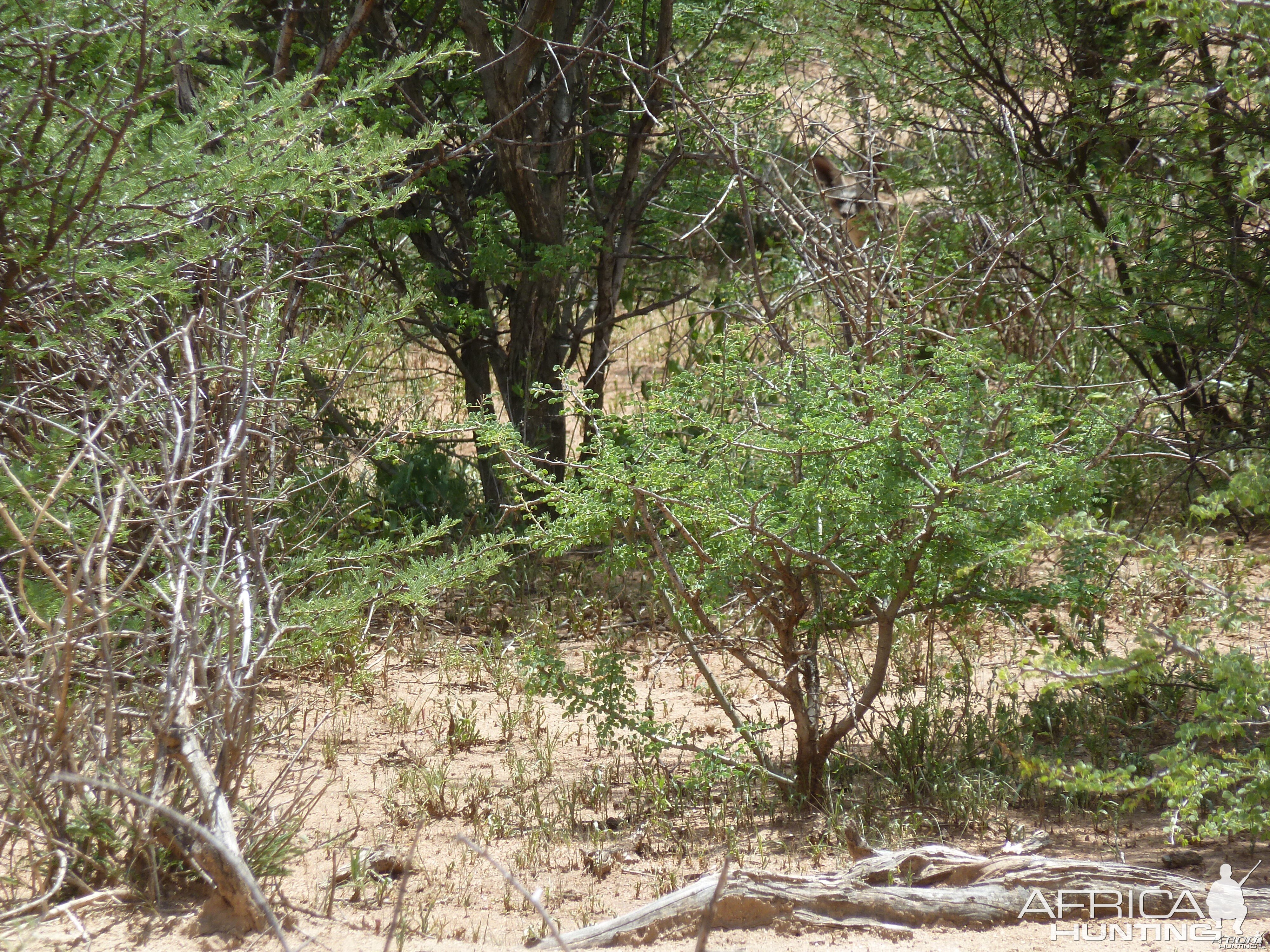 Bat Eared Fox Namibia