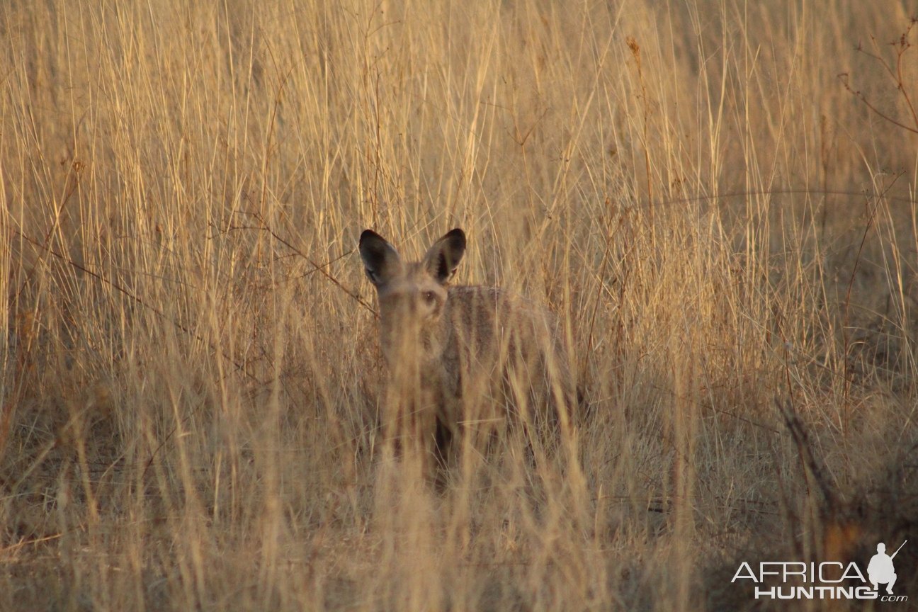 Bat-Eared Fox Namibia