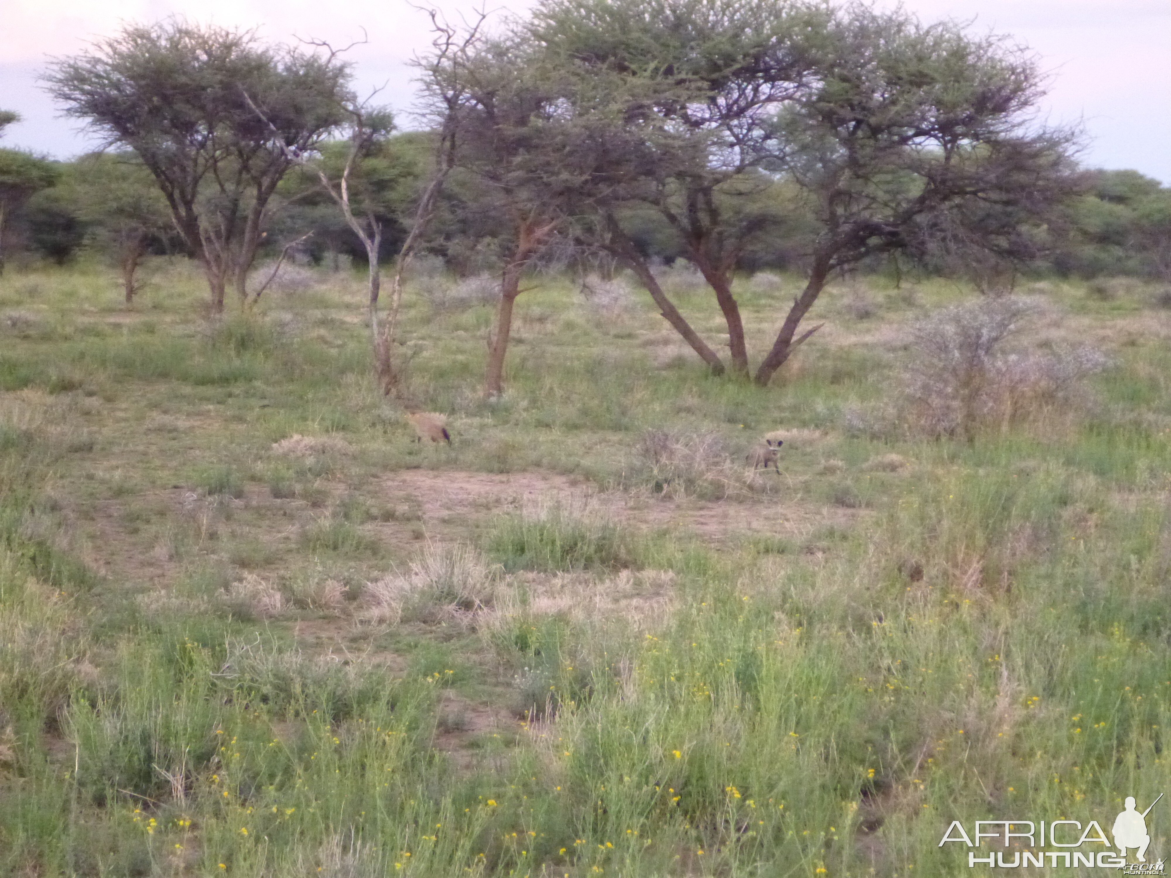 Bat-eared Fox Namibia