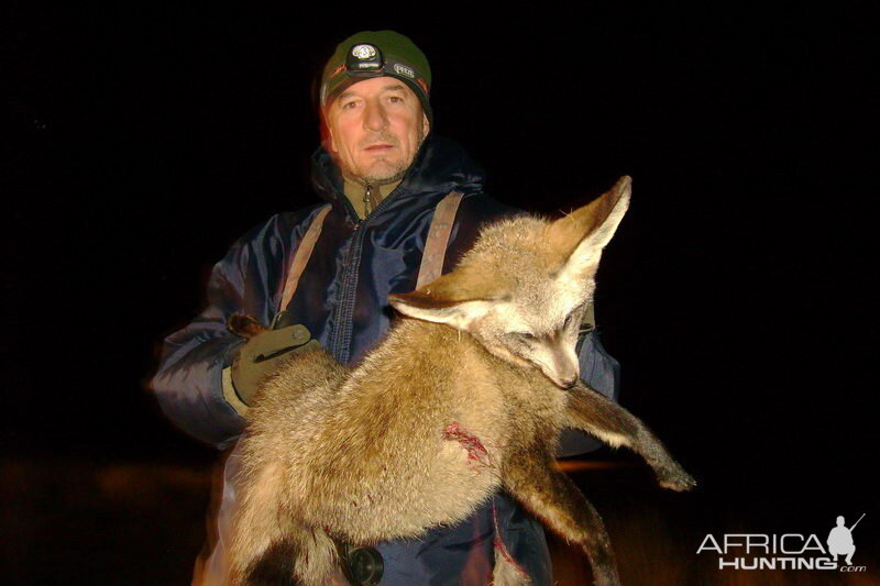 Bat-eared Fox South Africa Hunt