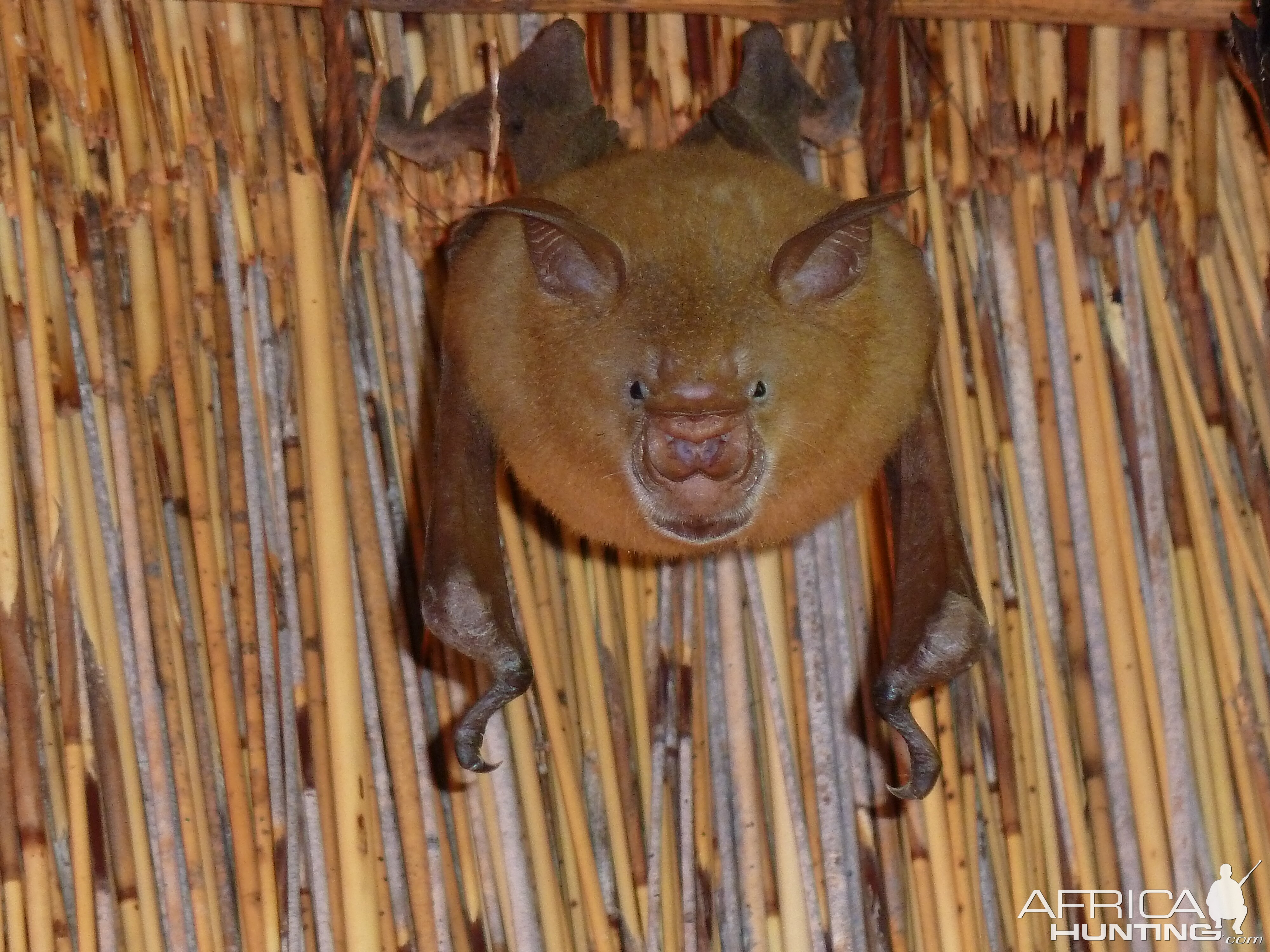 Bat Namibia