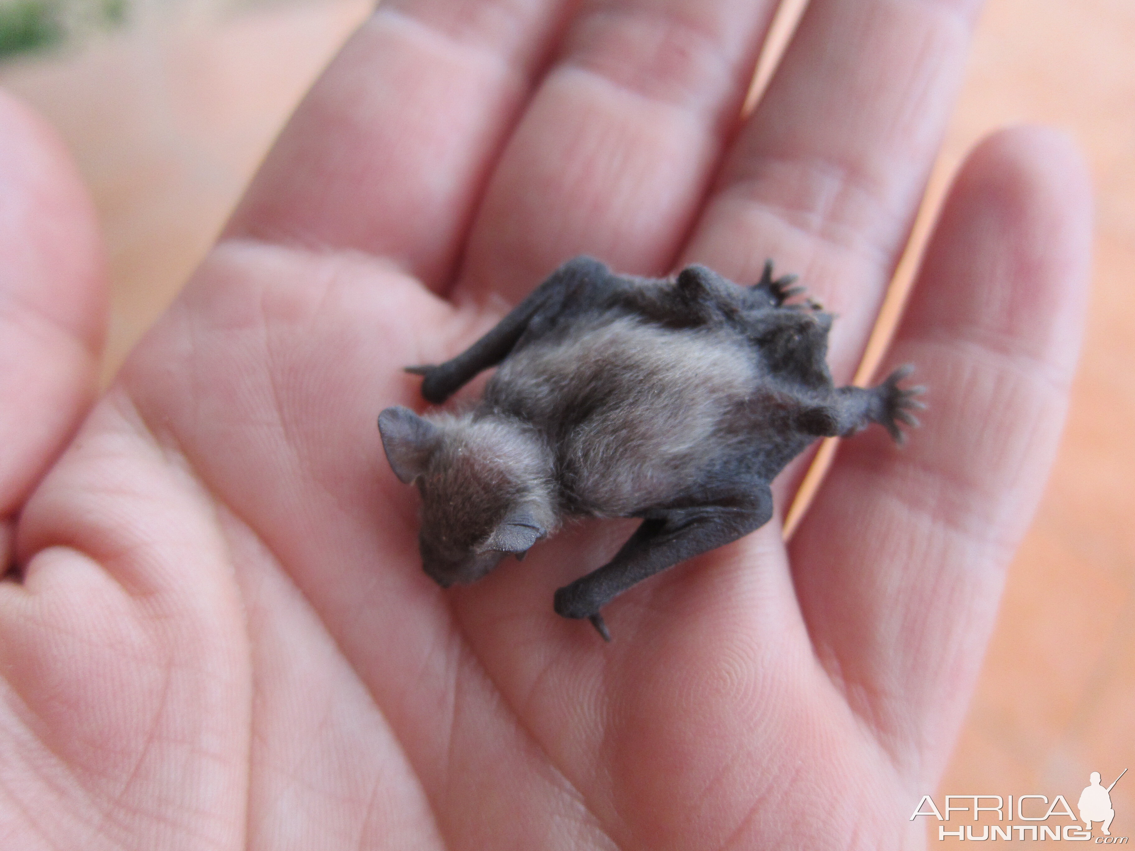 Bat Namibia