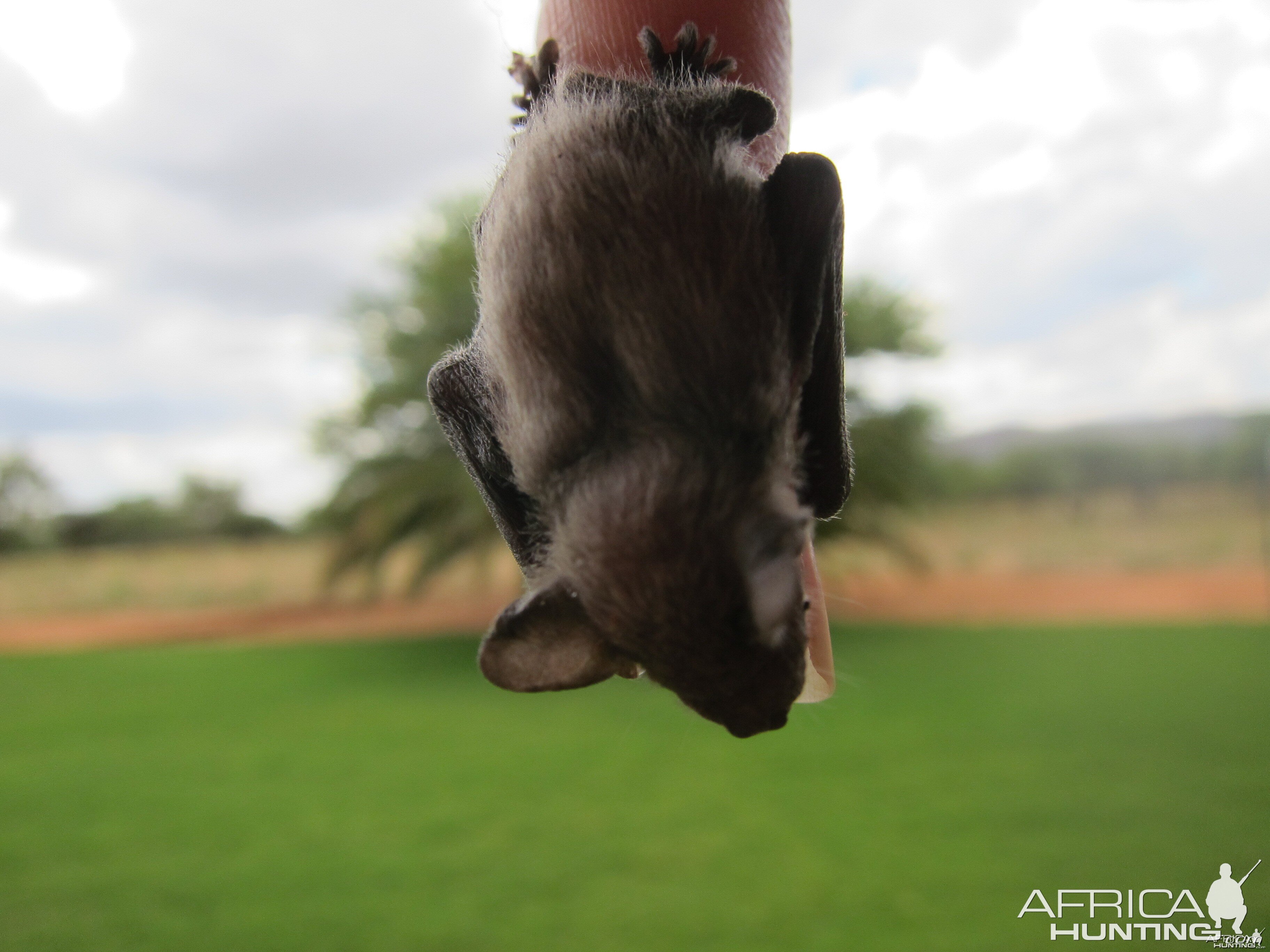 Bat Namibia