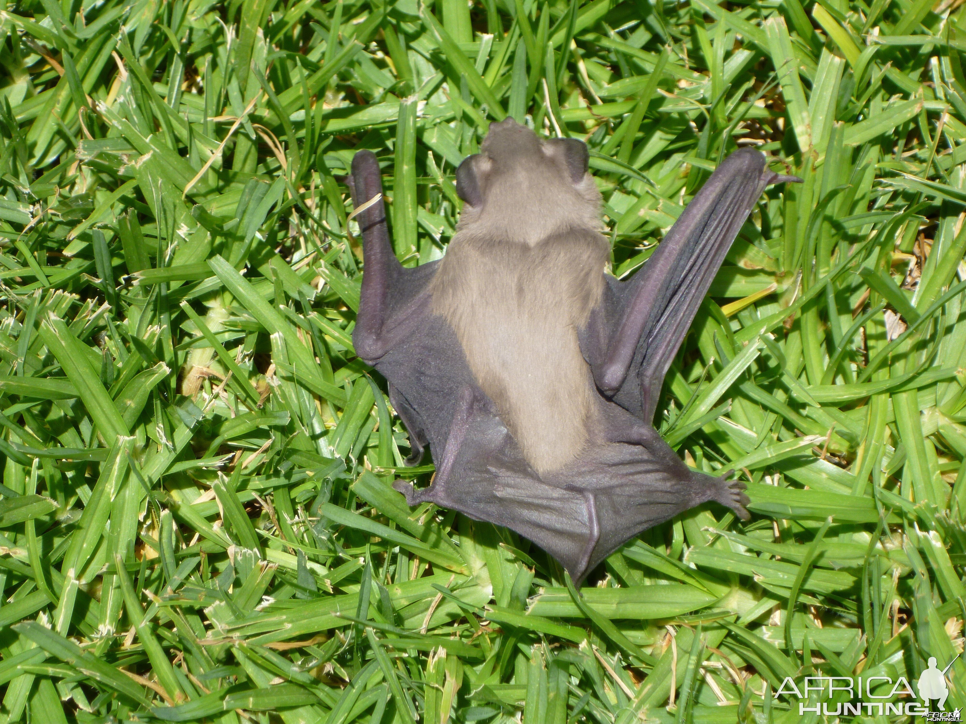 Bat Namibia