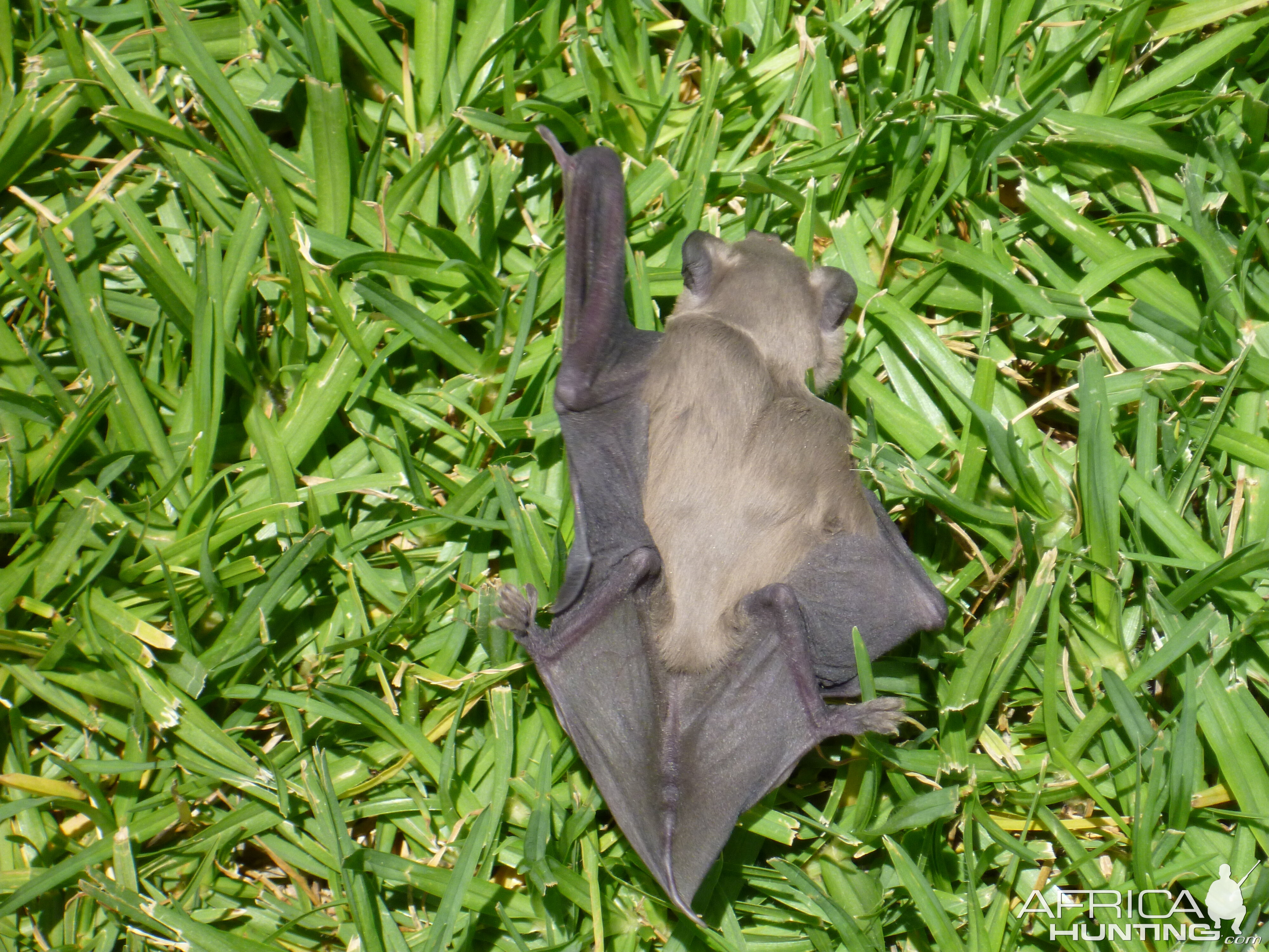 Bat Namibia