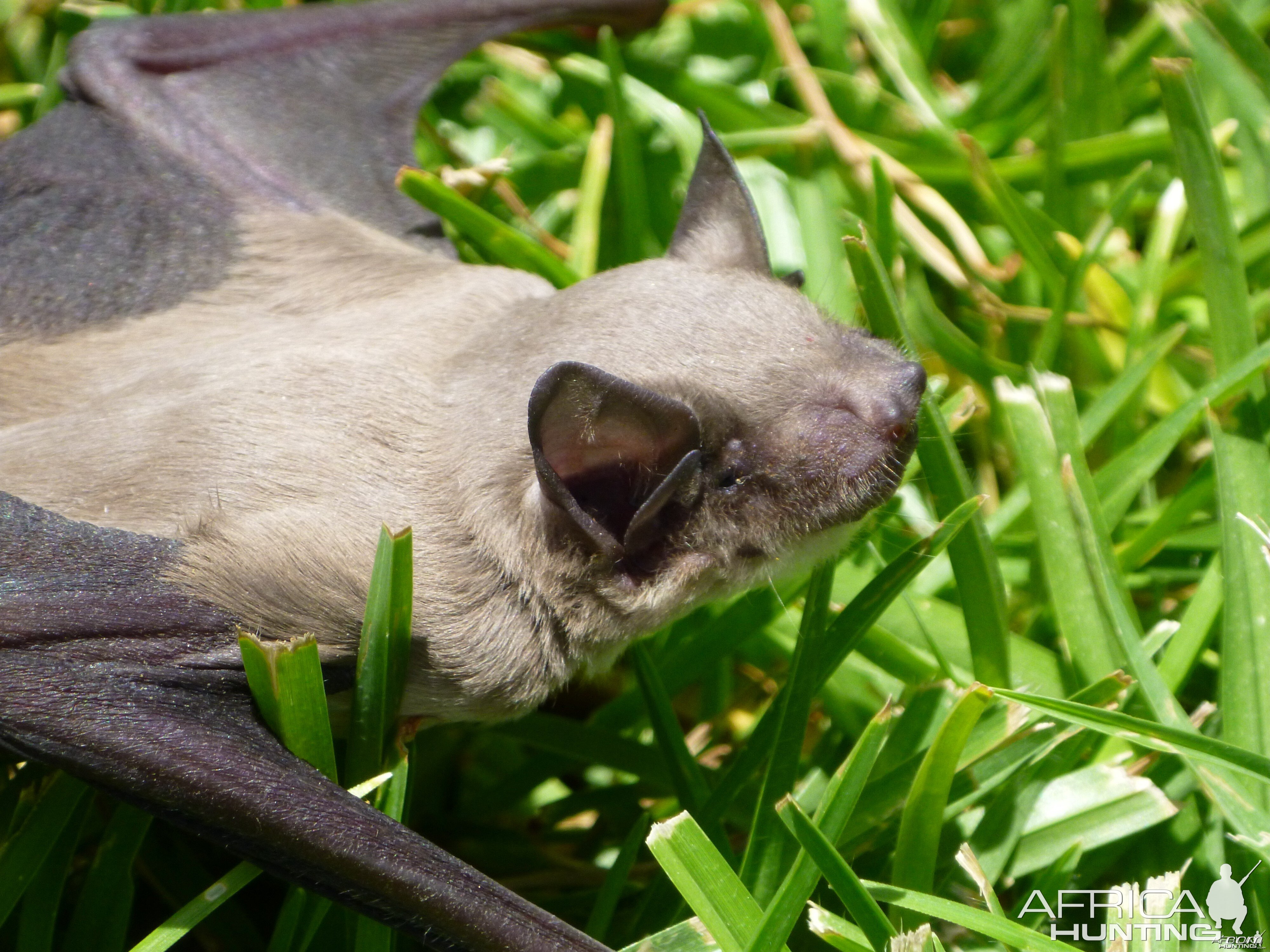 Bat Namibia