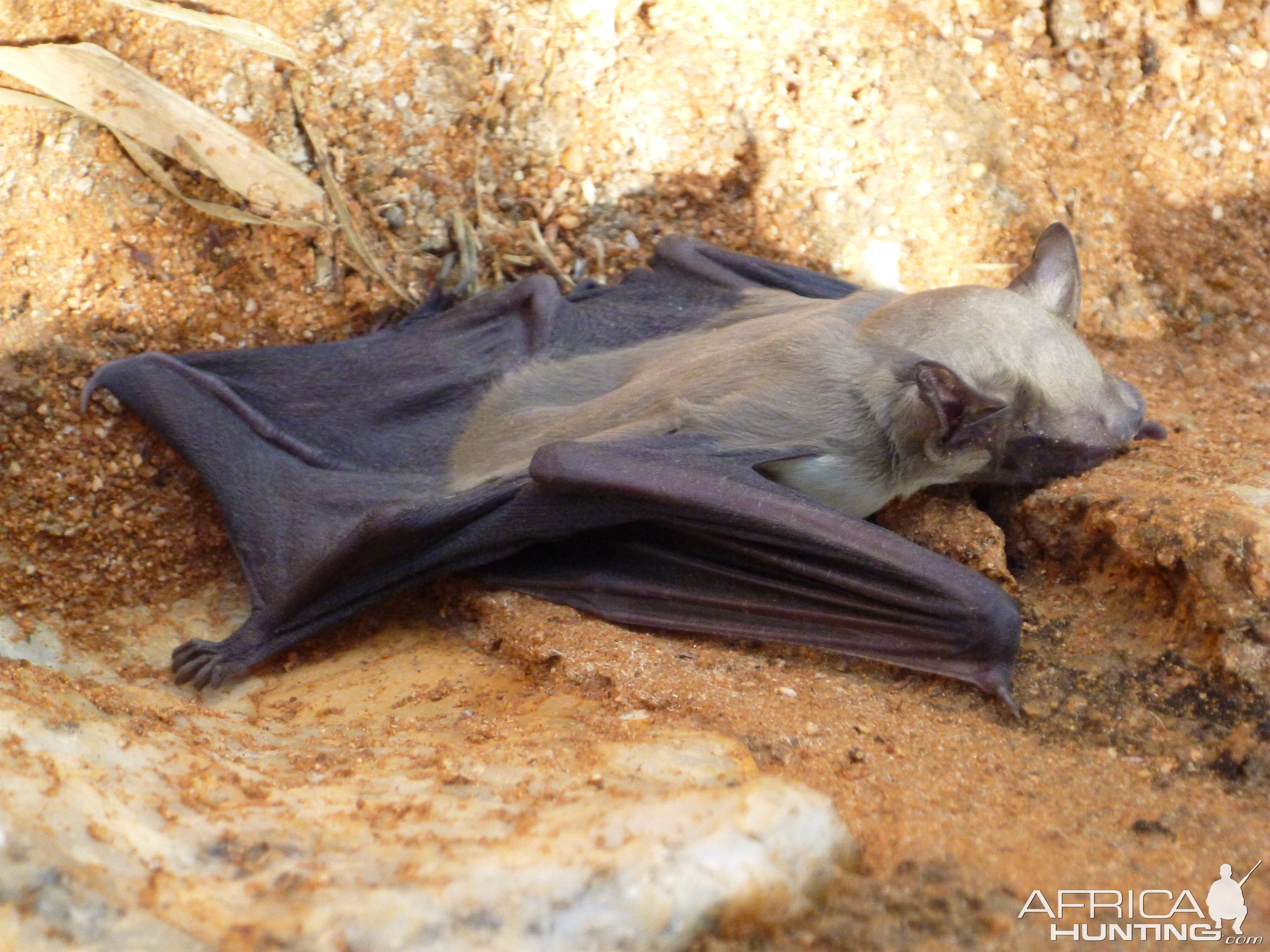 Bat Namibia