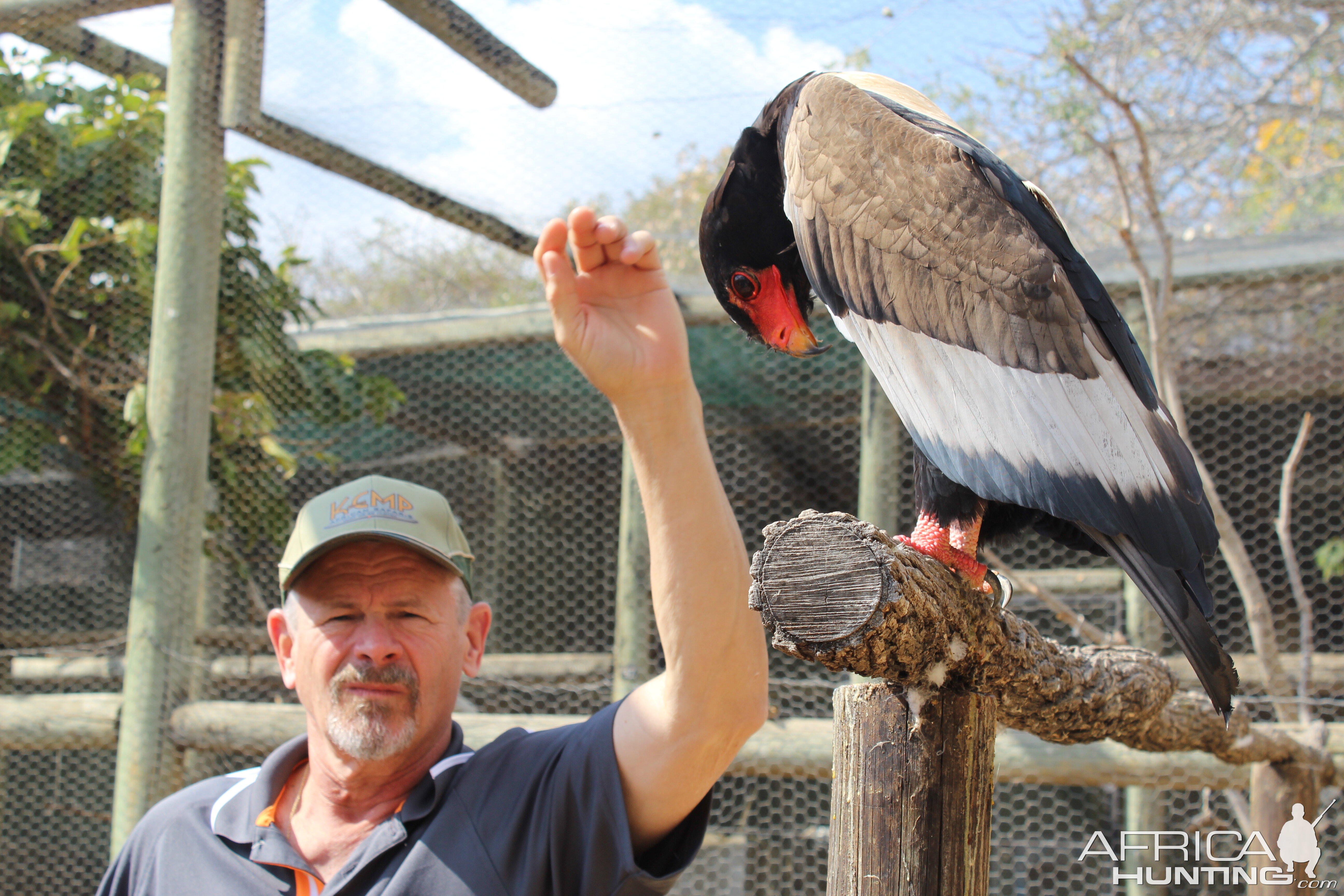 Bateleur Eagle South Africa