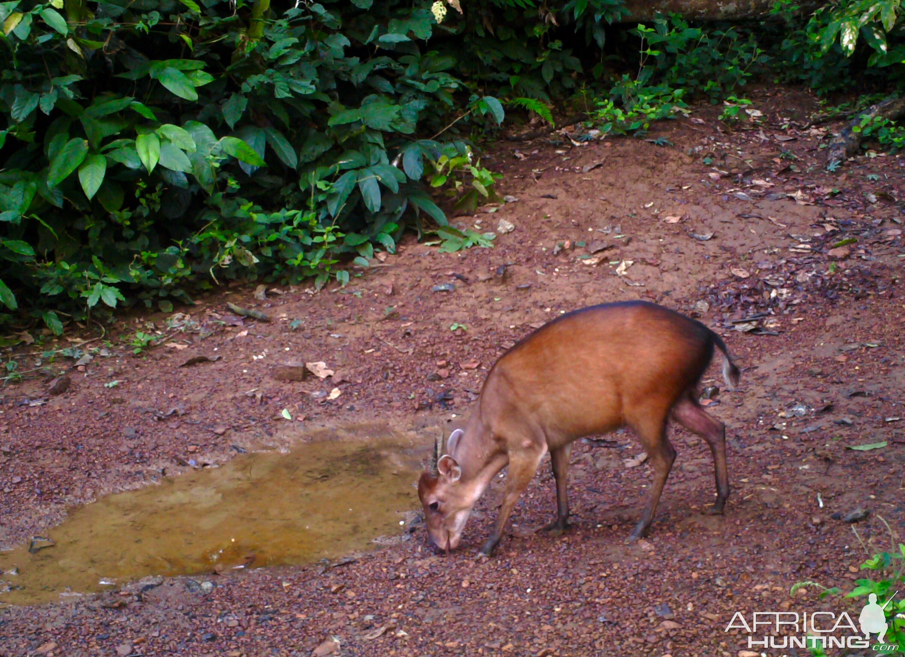 Bay Duiker Congo Trail Cam