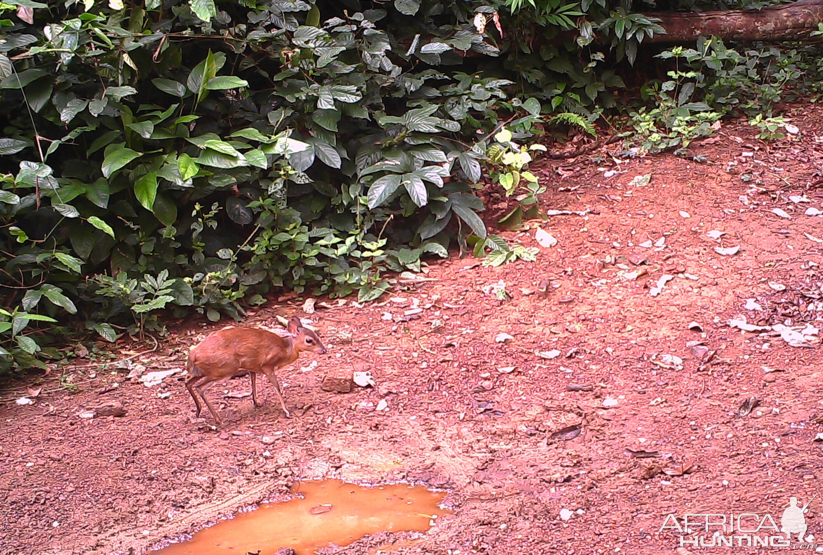 Bay Duiker Congo Trail Cam