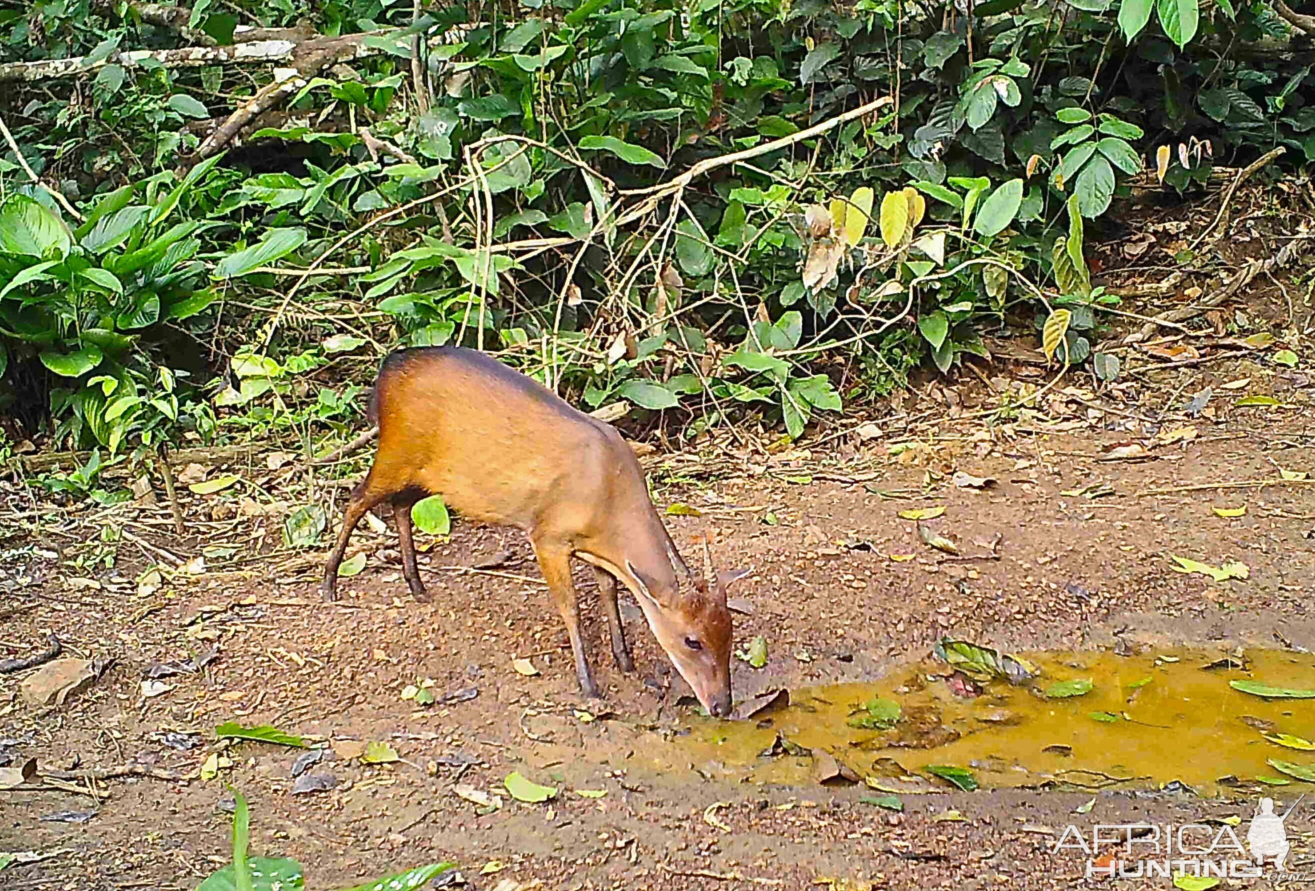 Bay duiker Congo