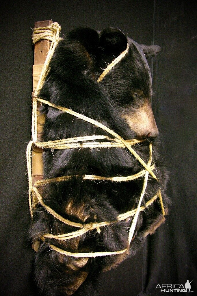 Bear Backpack Mounts Taxidermy