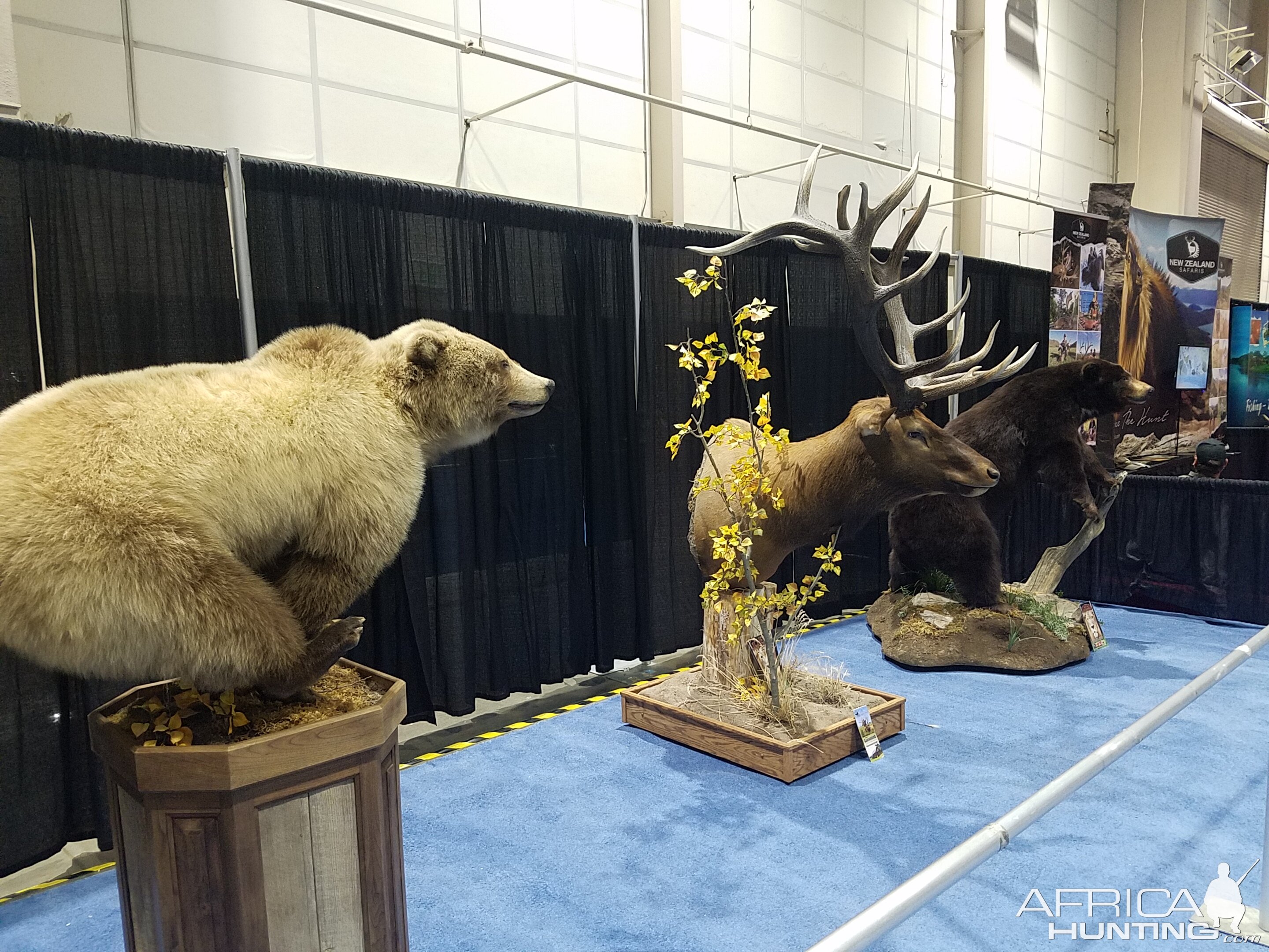 Bear & Elk Pedestal Mounts Taxidermy at Safari Club International (SCI) Convention Reno 2020