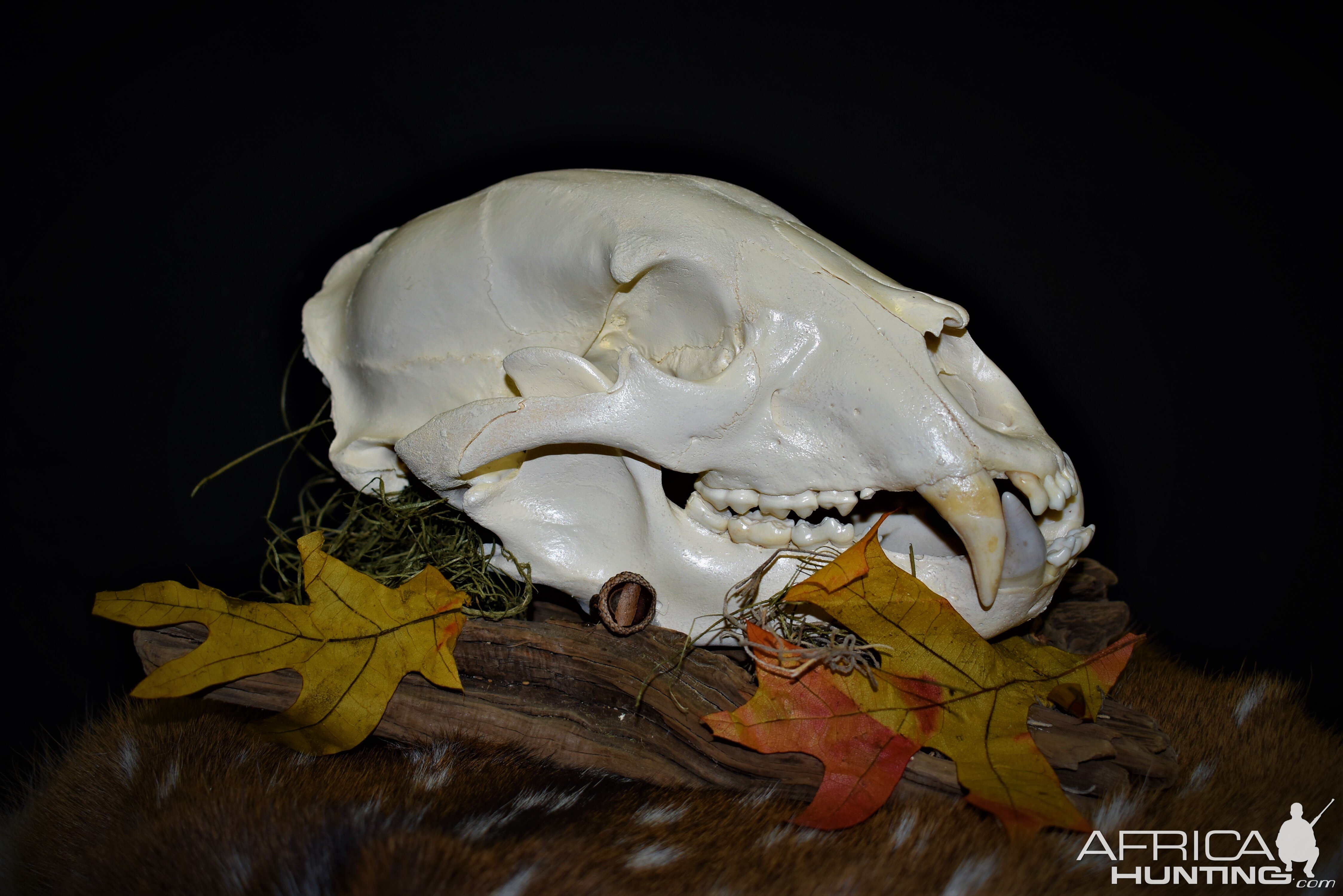 Bear European Skull Mount Taxidermy