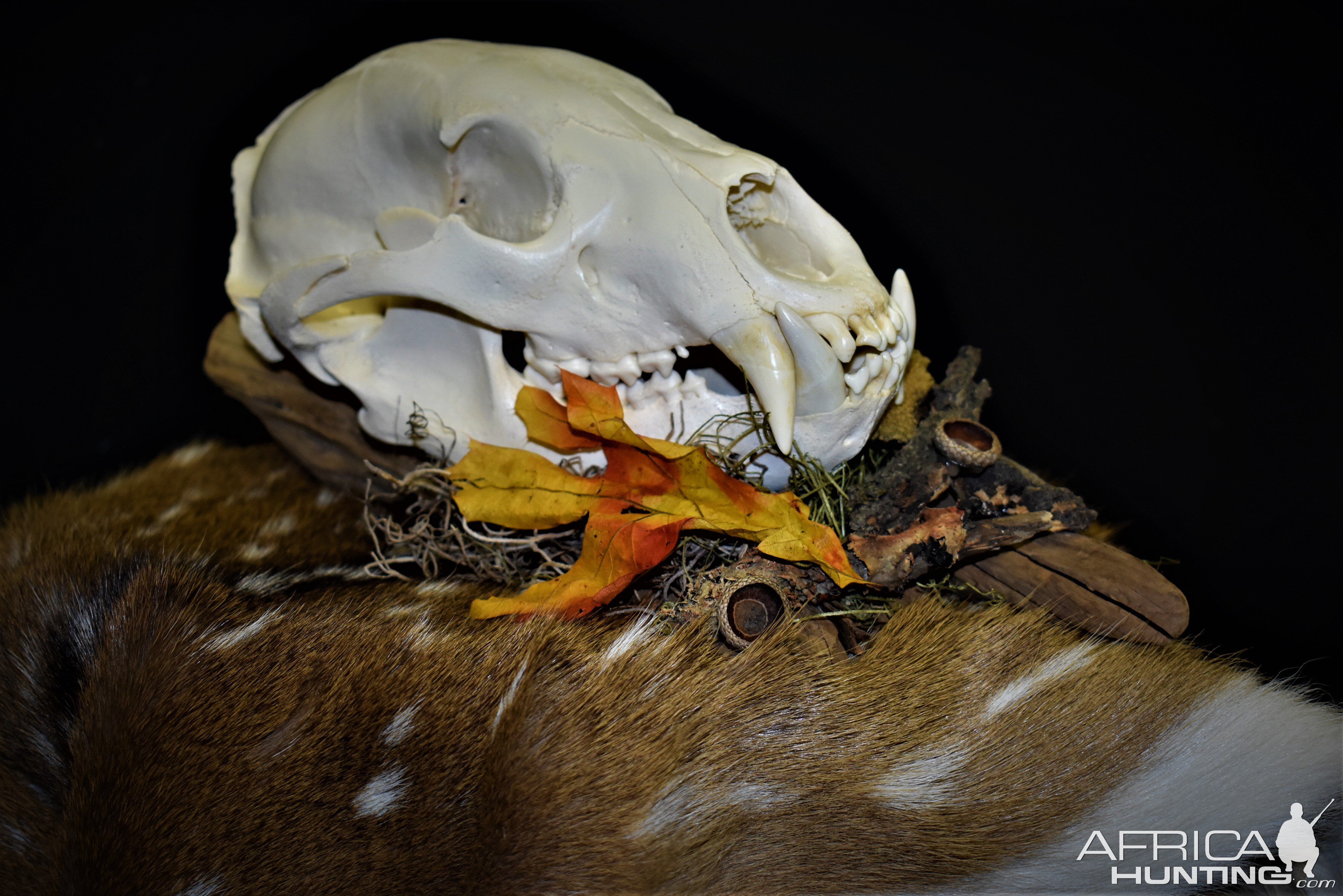 Bear European Skull Mount Taxidermy