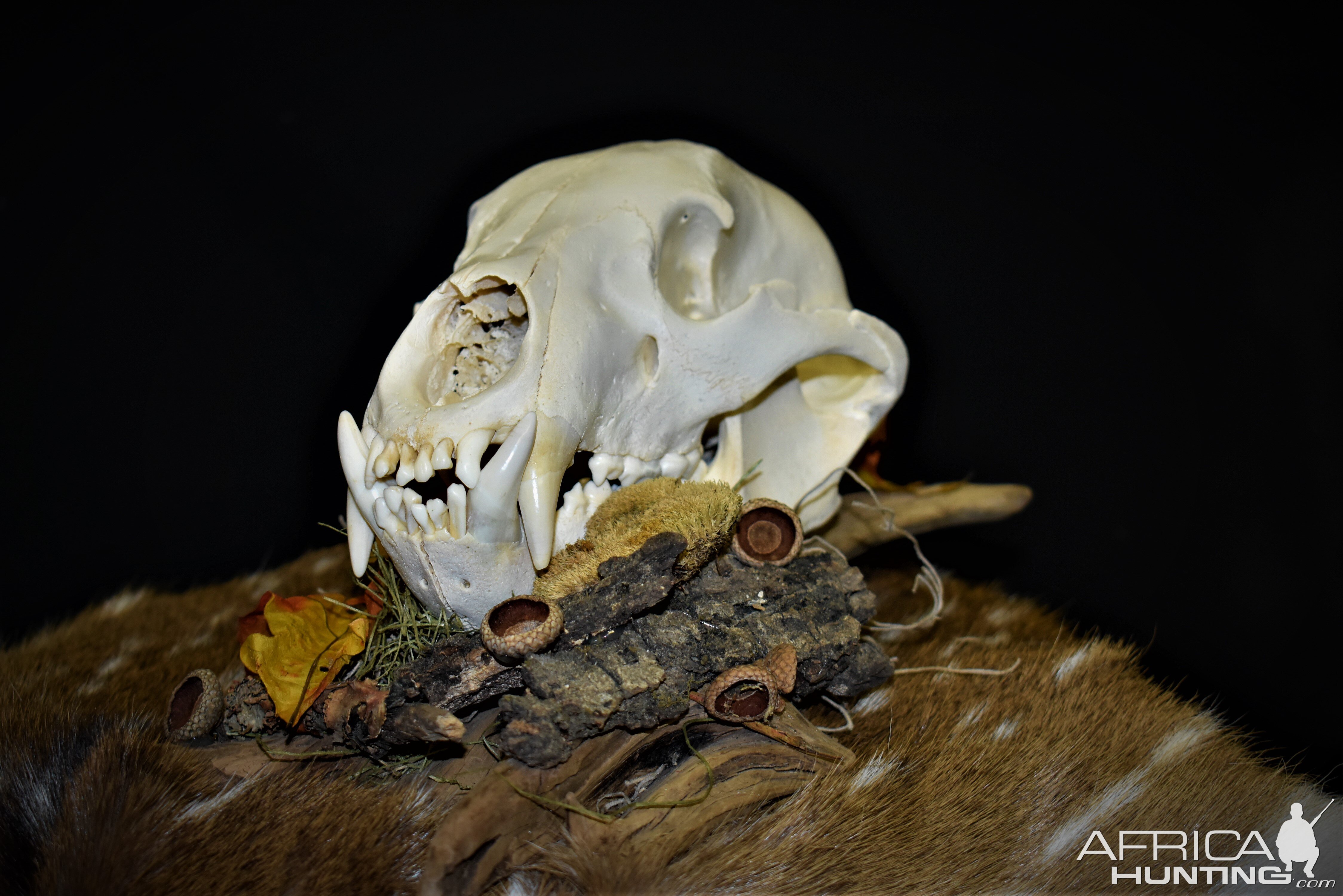 Bear European Skull Mount Taxidermy