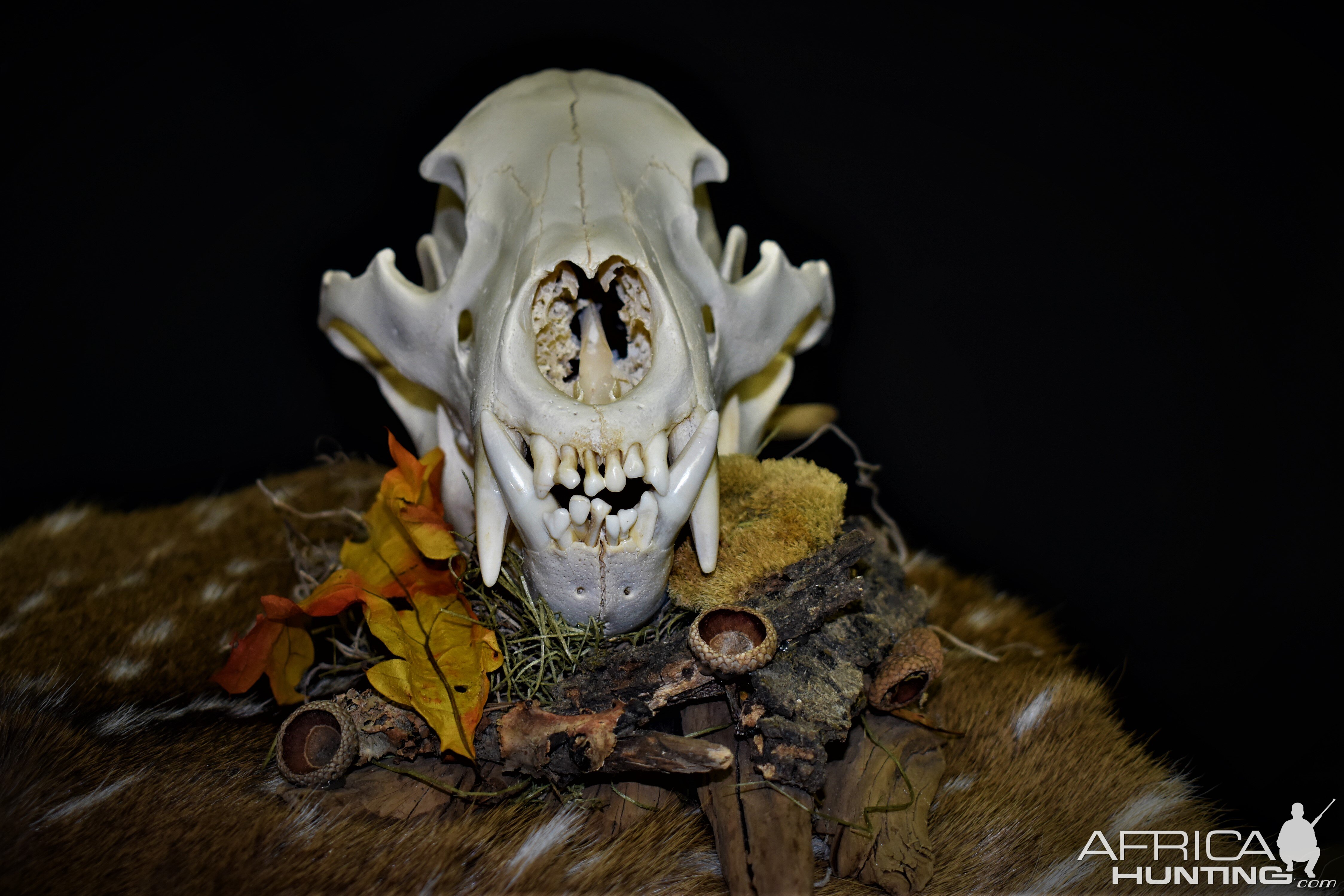 Bear European Skull Mount Taxidermy