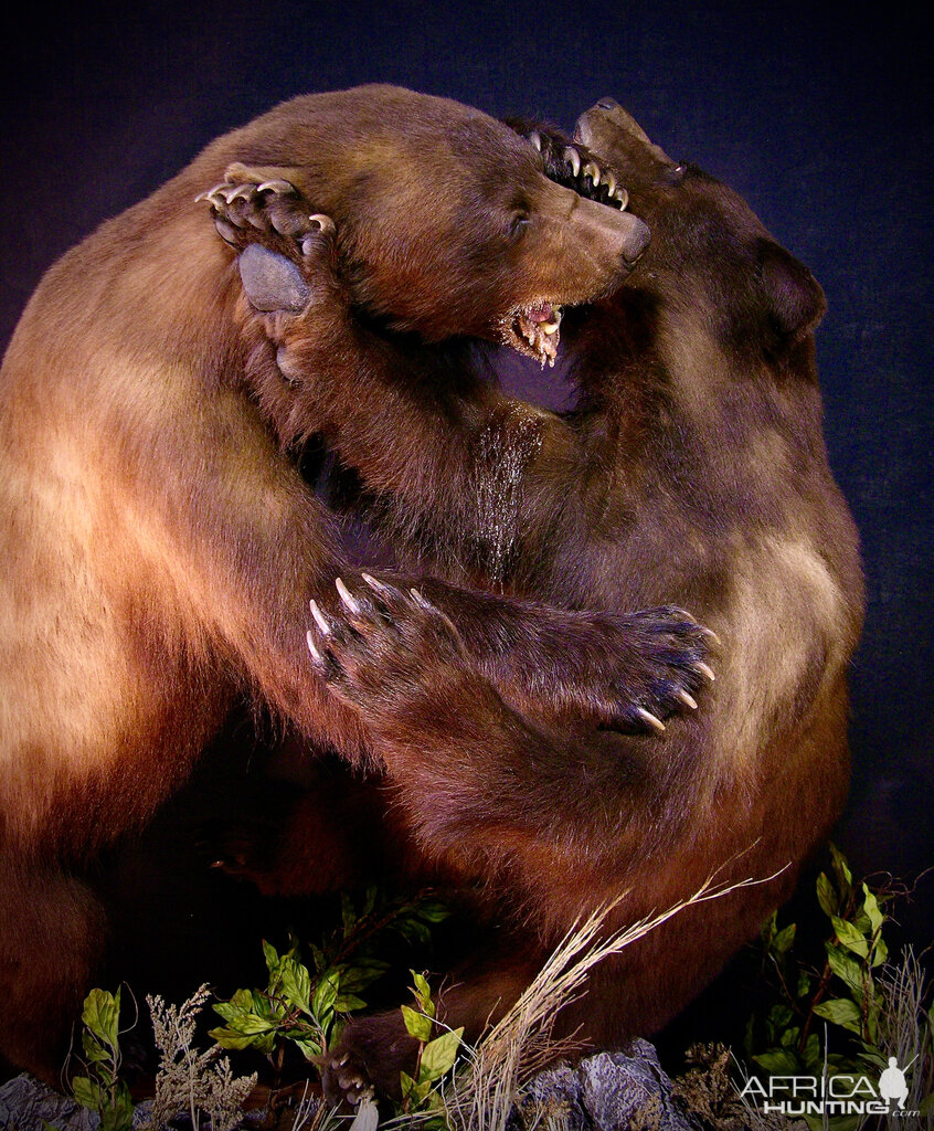 Bear Fight! Full Mount Taxidermy New Mexico Bears