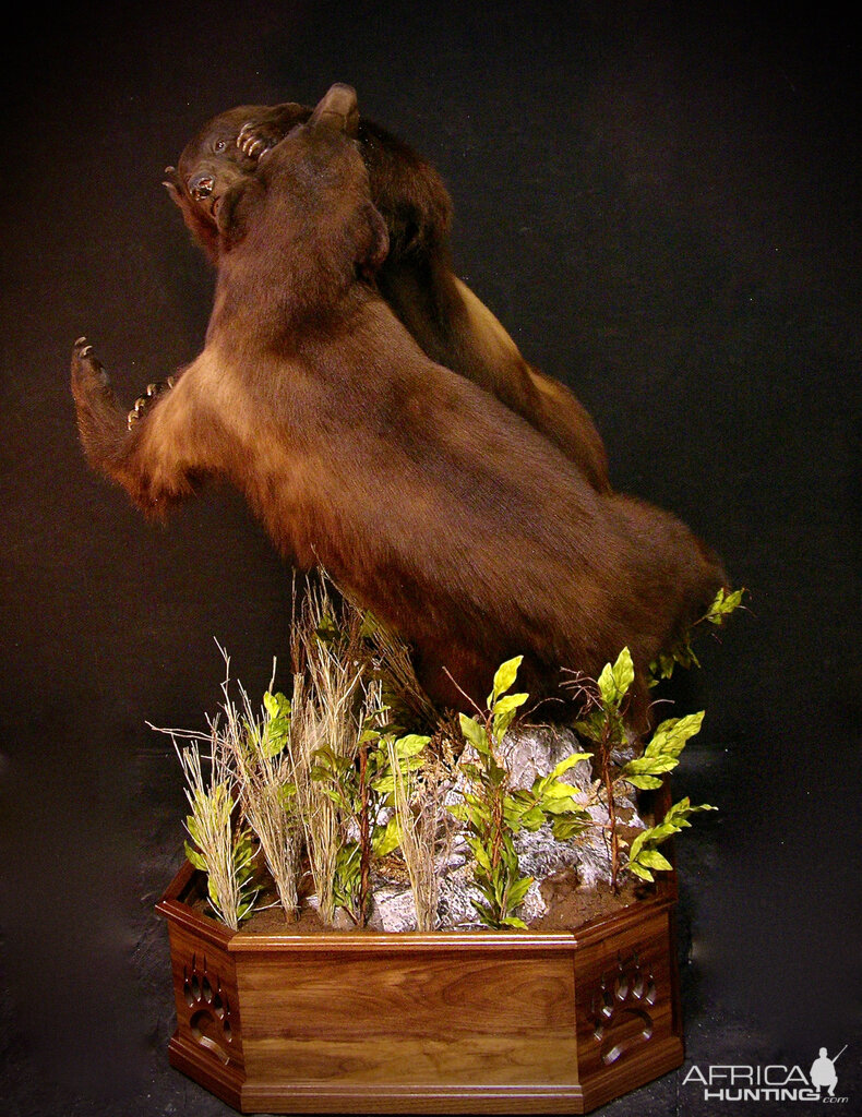 Bear Fight! Taxidermy New Mexico Bears Full Mount