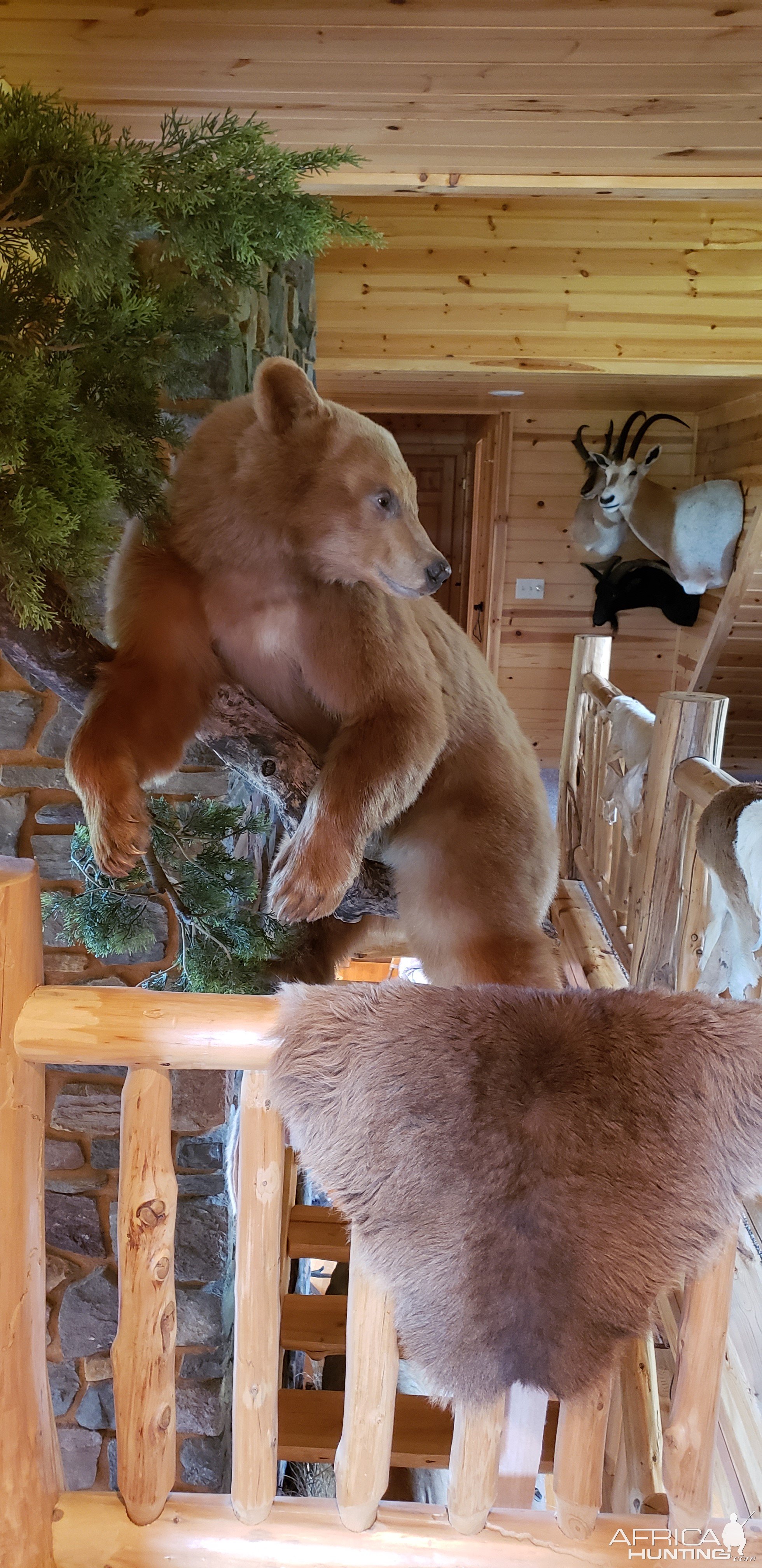 Bear Full Mount Taxidermy