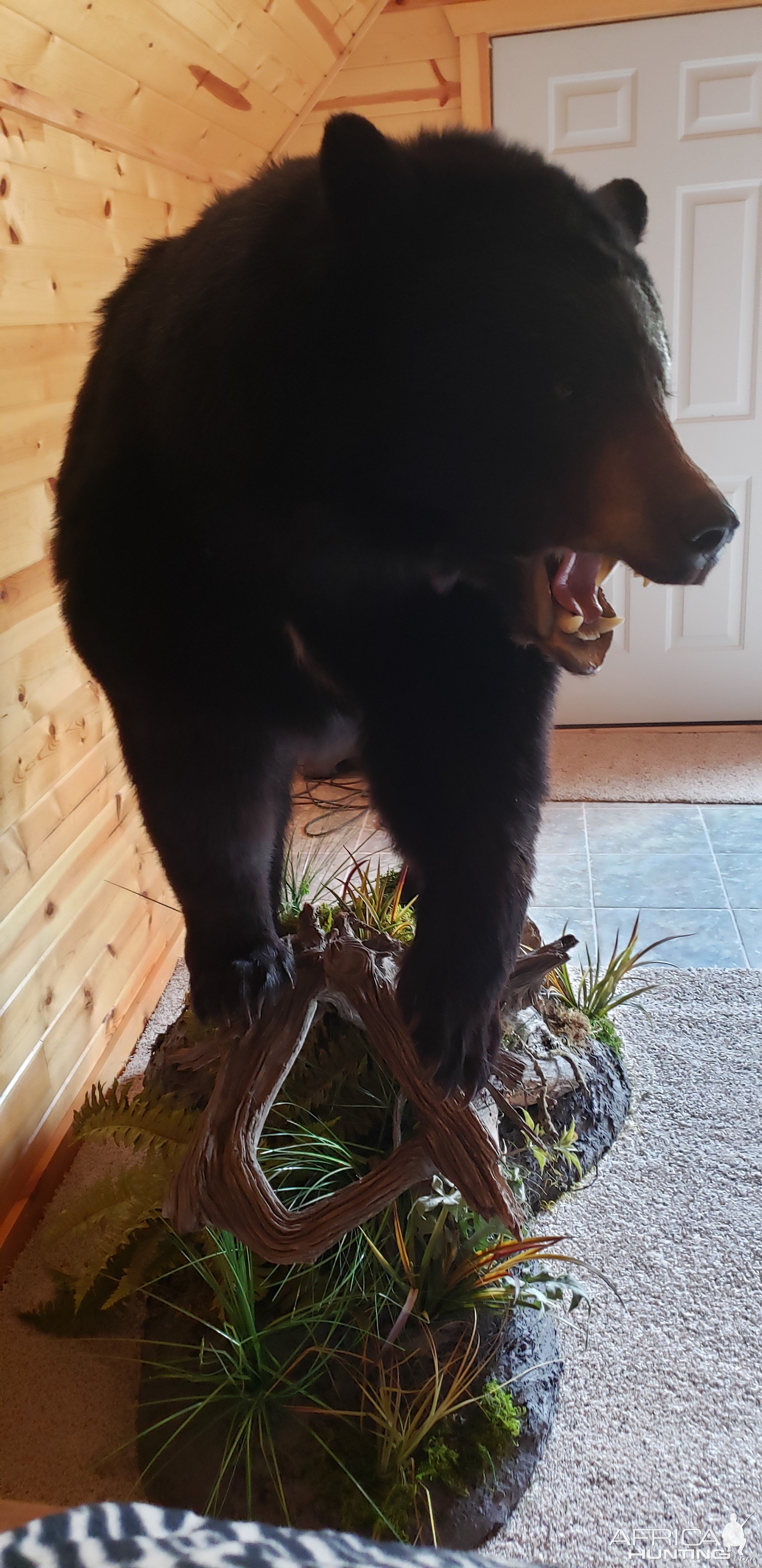 Bear Full Mount Taxidermy