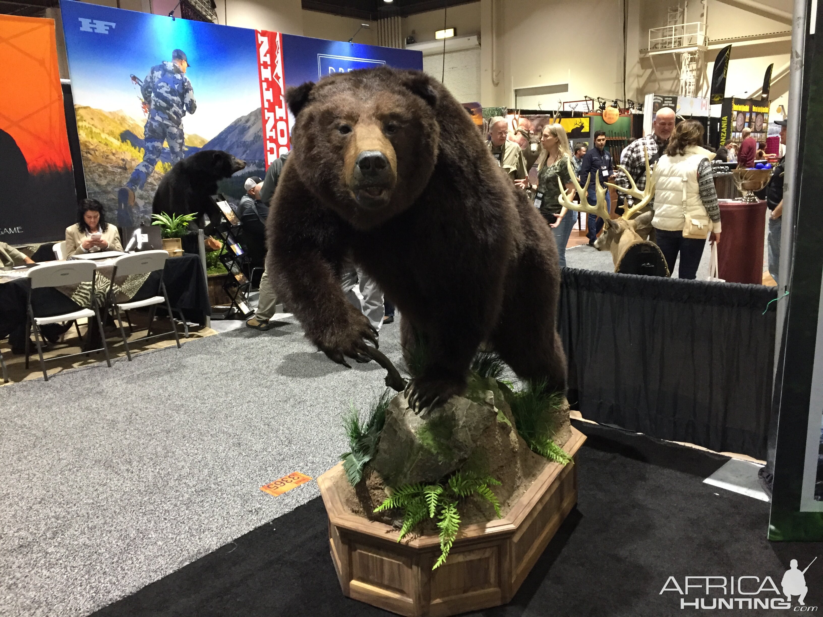 Bear Full Mount Taxidermy