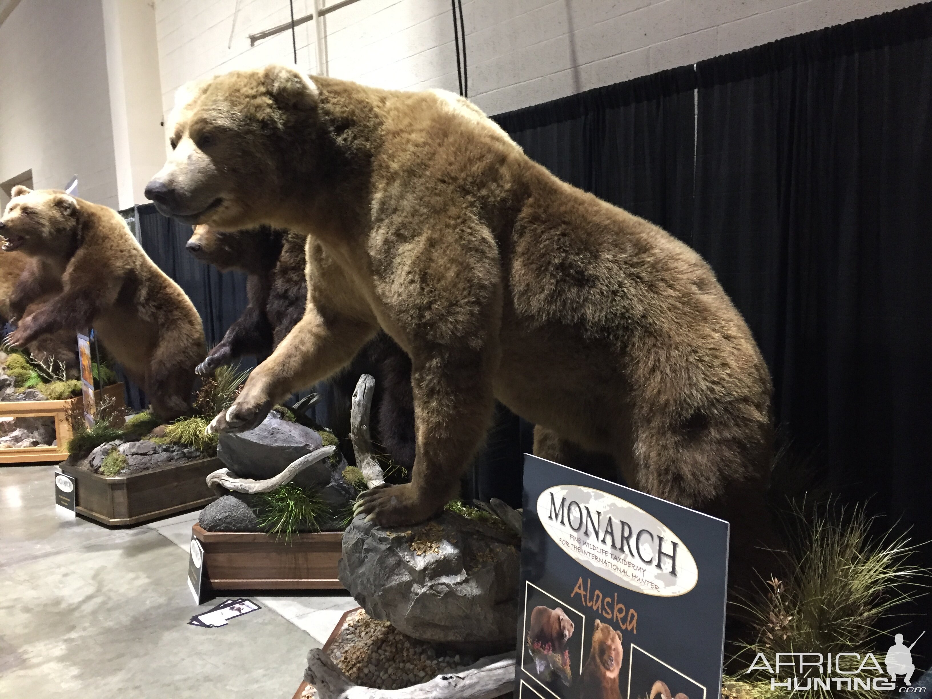 Bear Full Mount Taxidermy