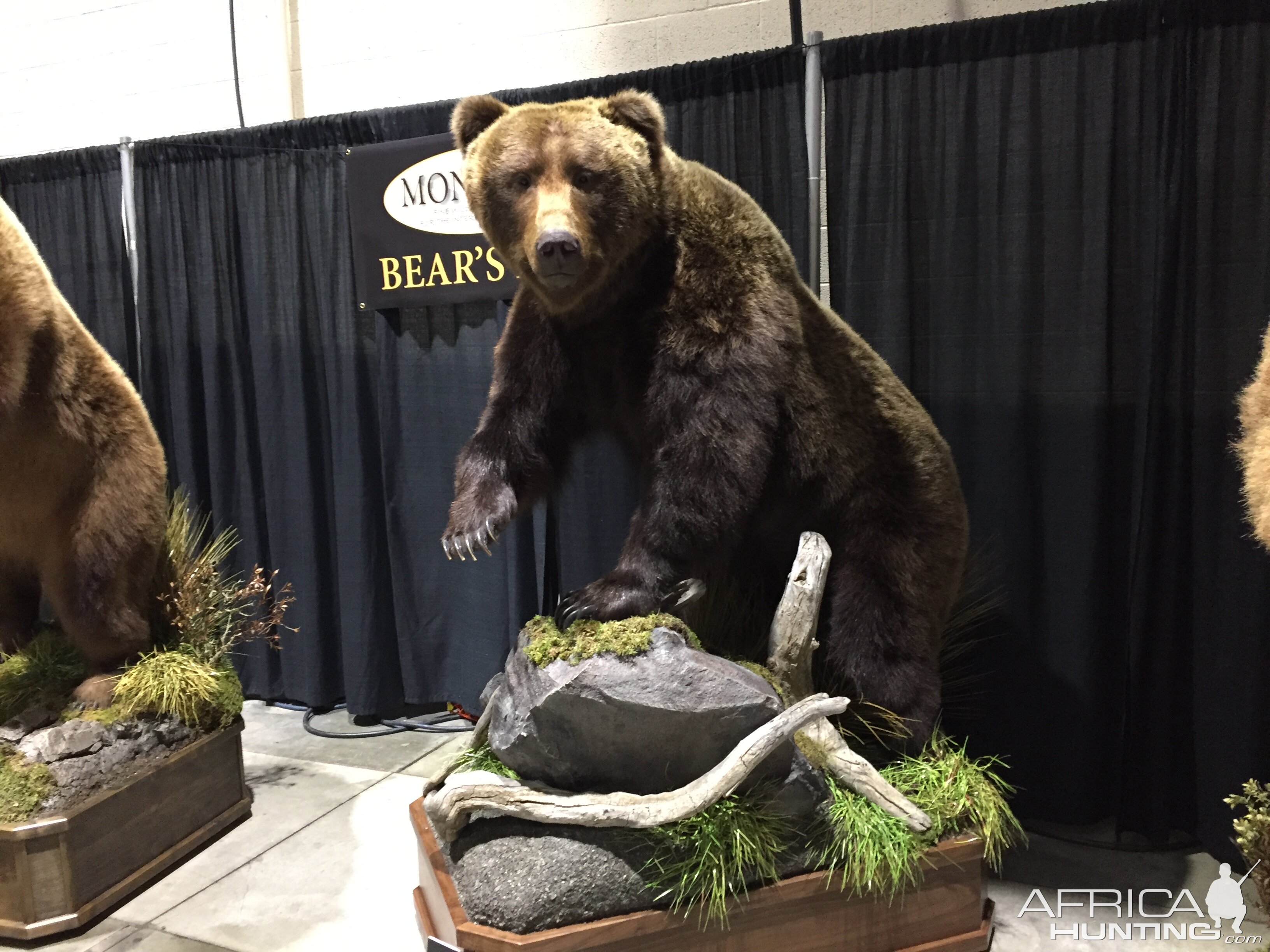 Bear Full Mount Taxidermy