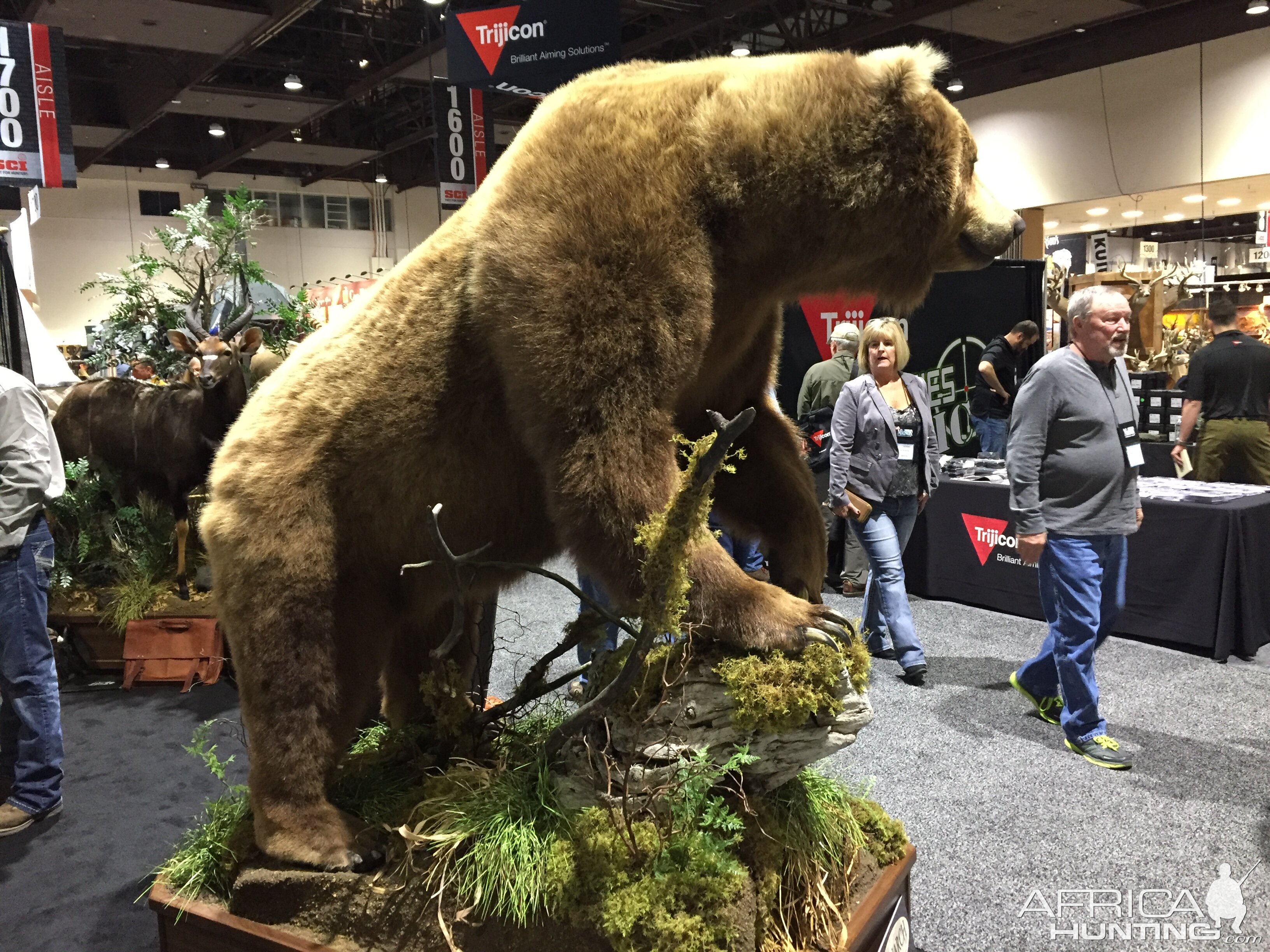 Bear Full Mount Taxidermy