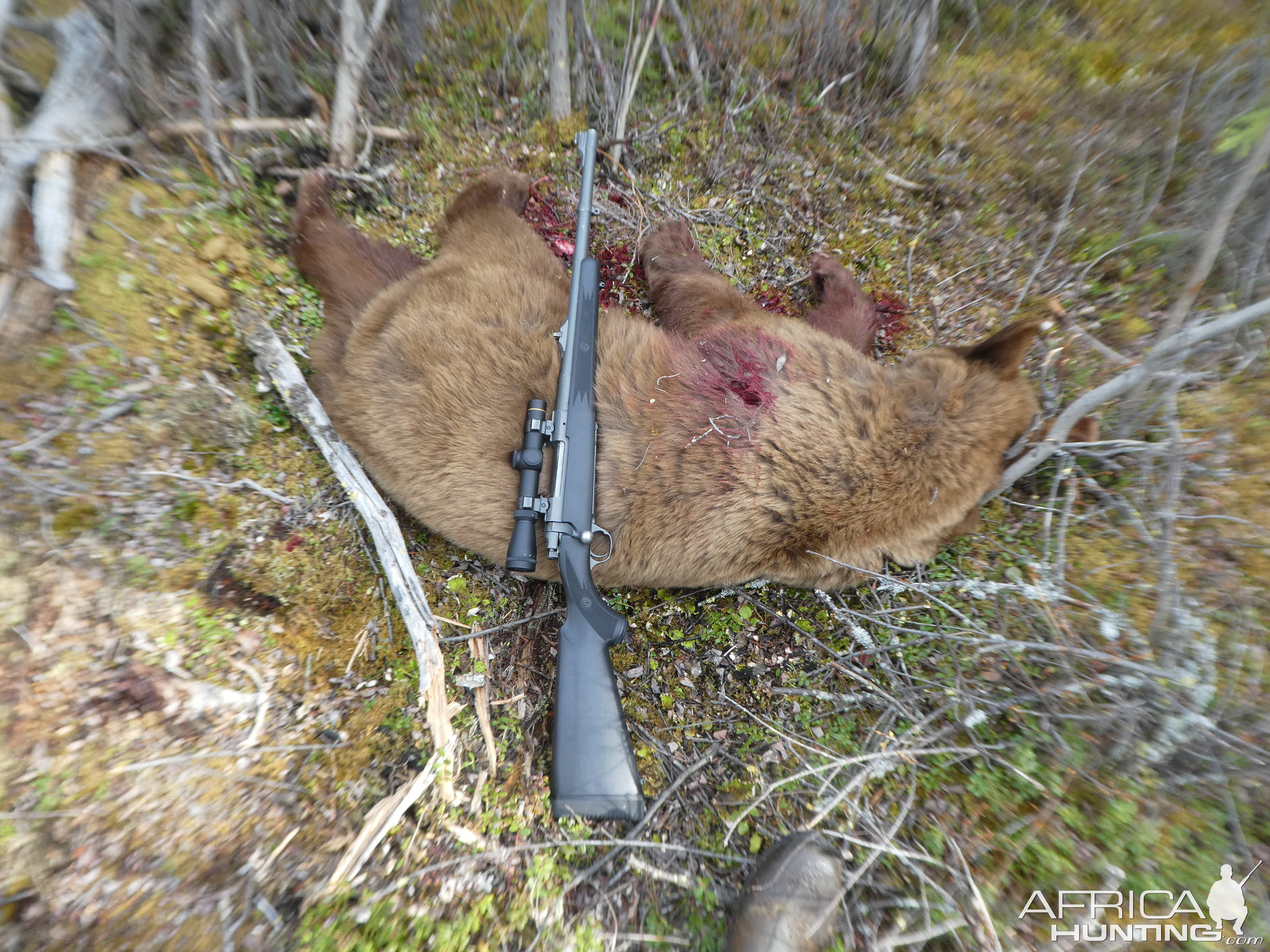 Bear Hunt Alaska USA