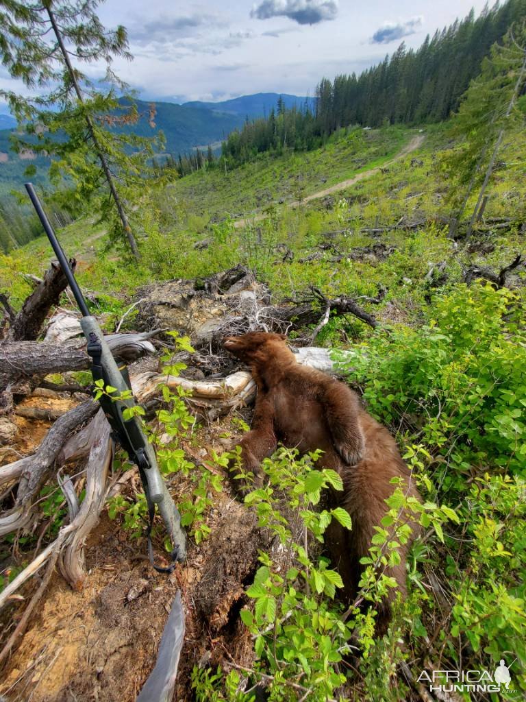 Bear Hunt Canada