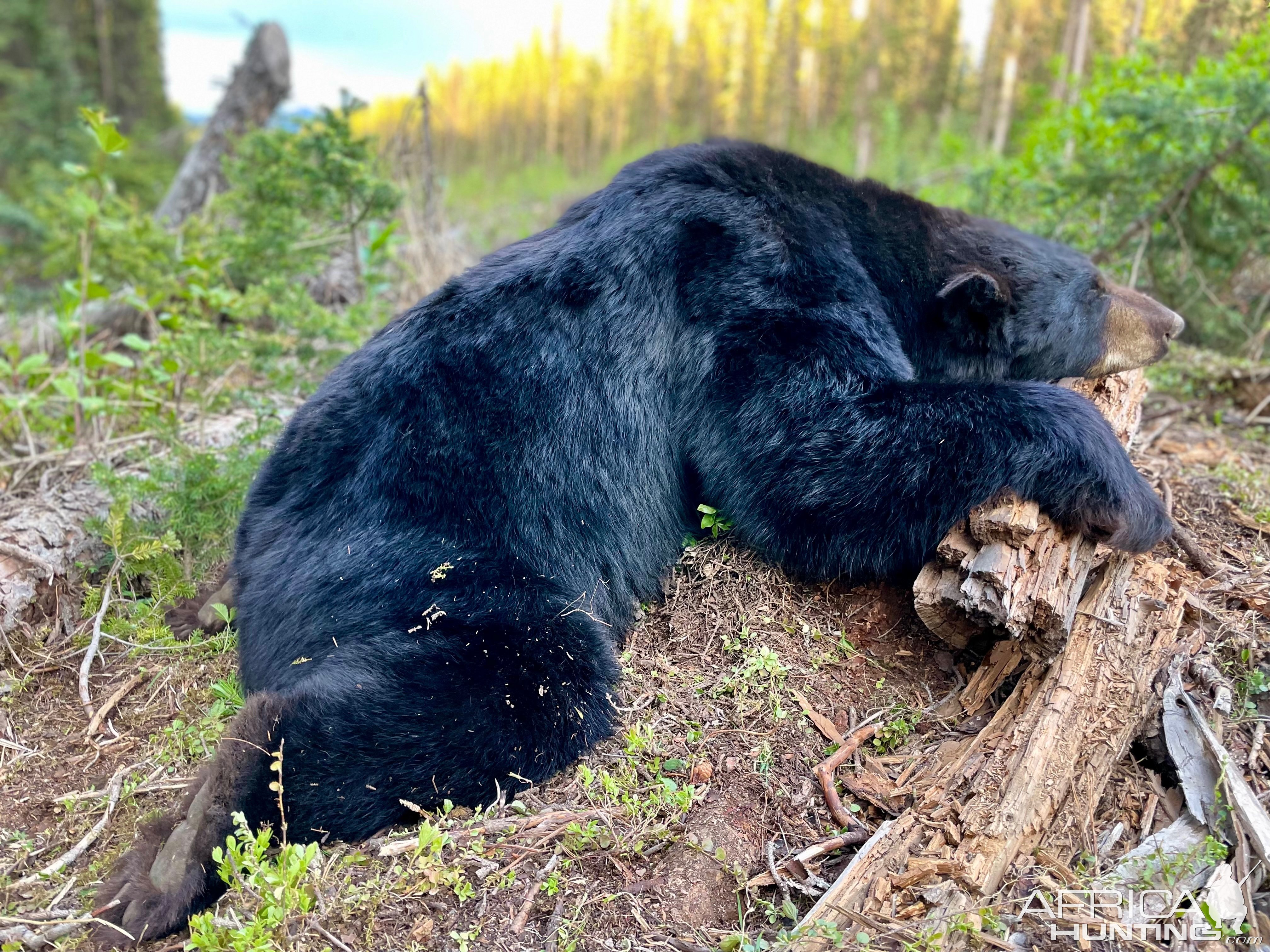 Bear Hunt Canada