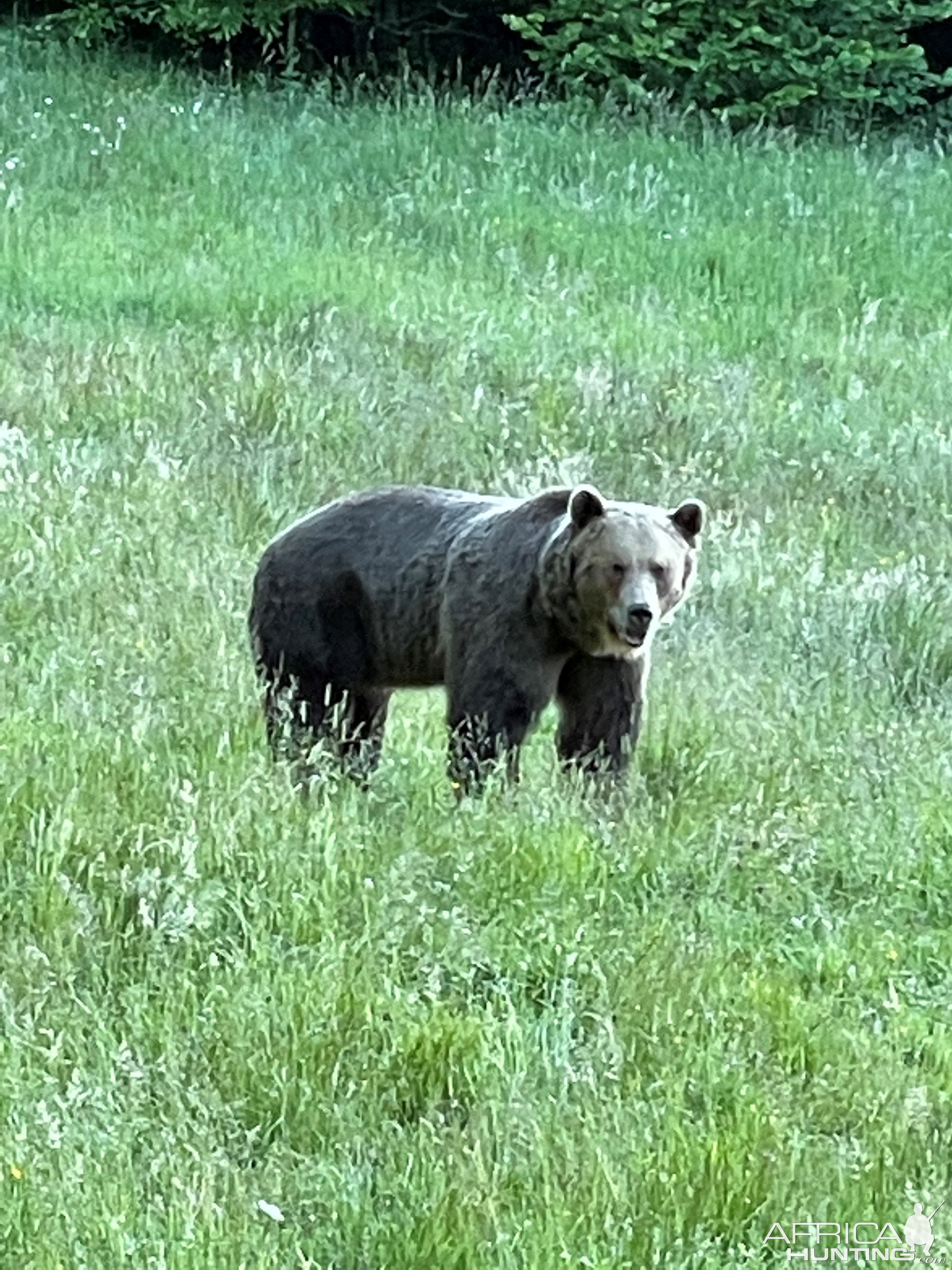 Bear Hunting Romania