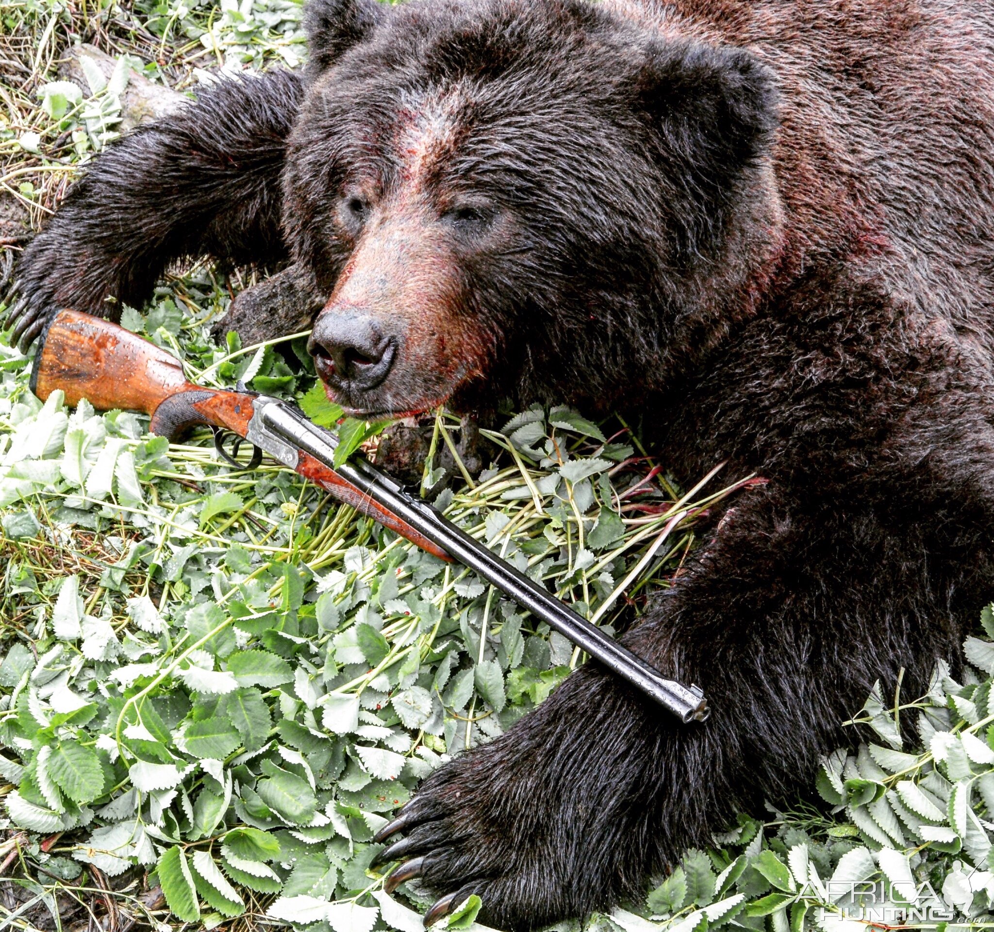 Bear Hunting with Merkel .375 H&H 140AE Double Rifle