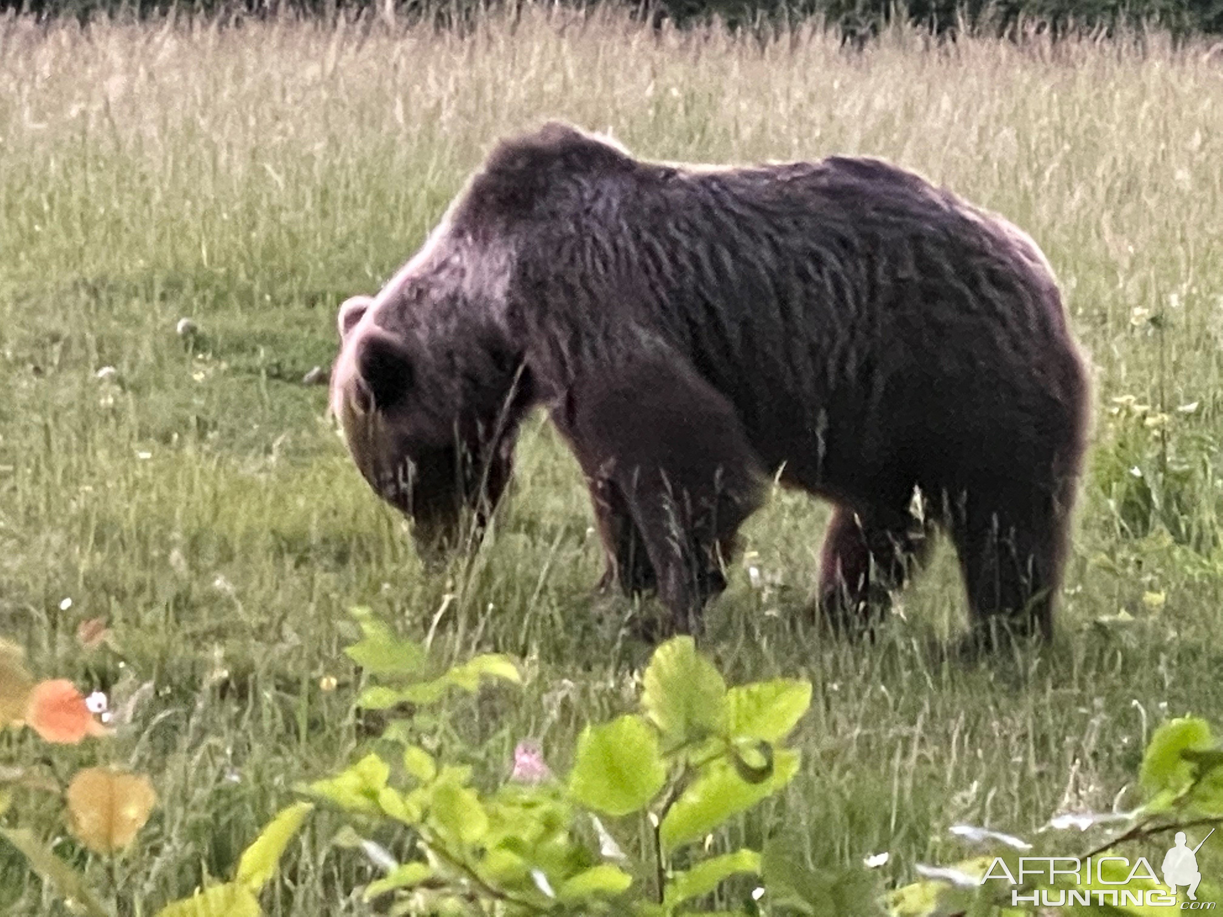 Bear Romania