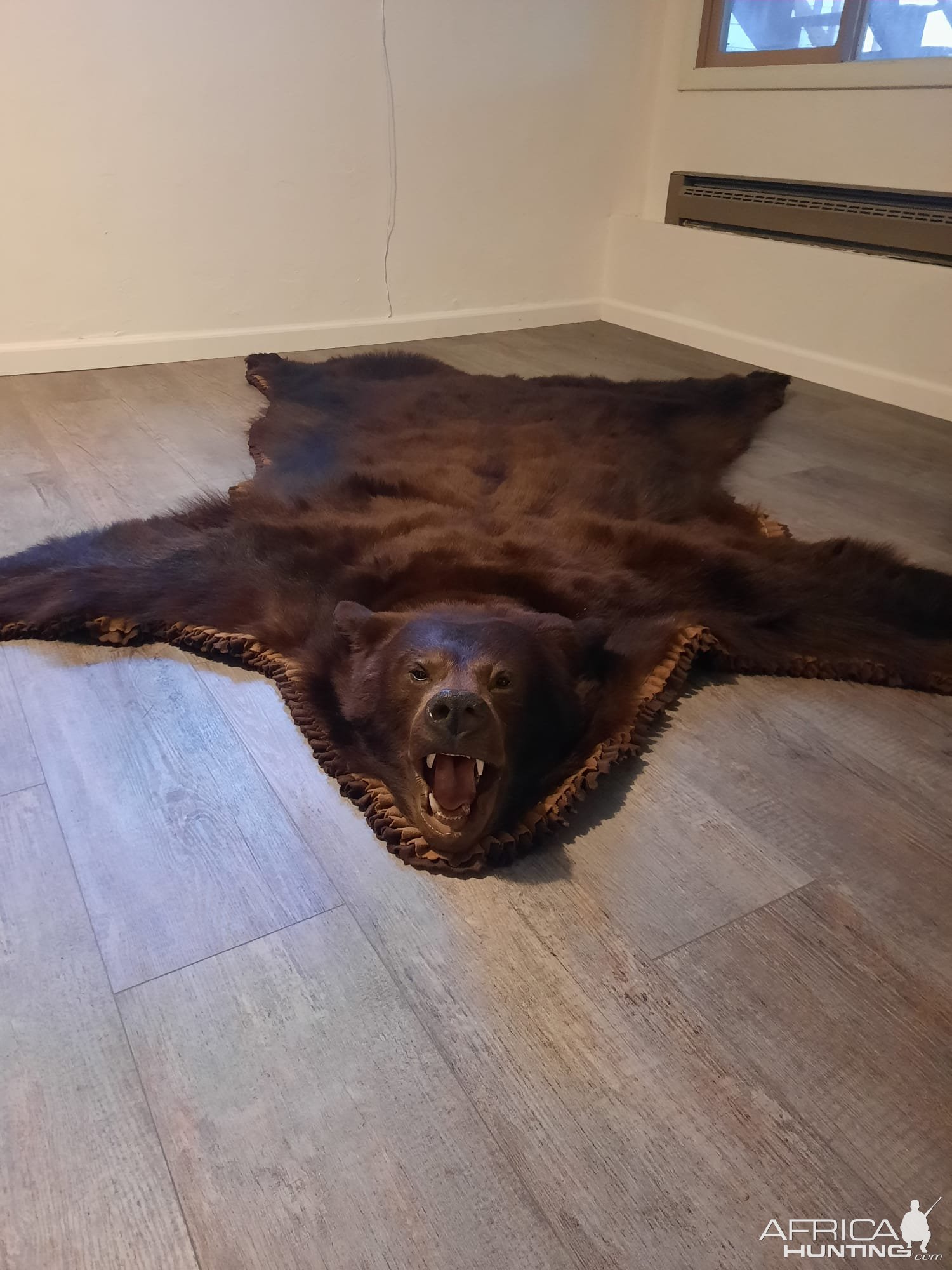 Bear Rug Taxidermy