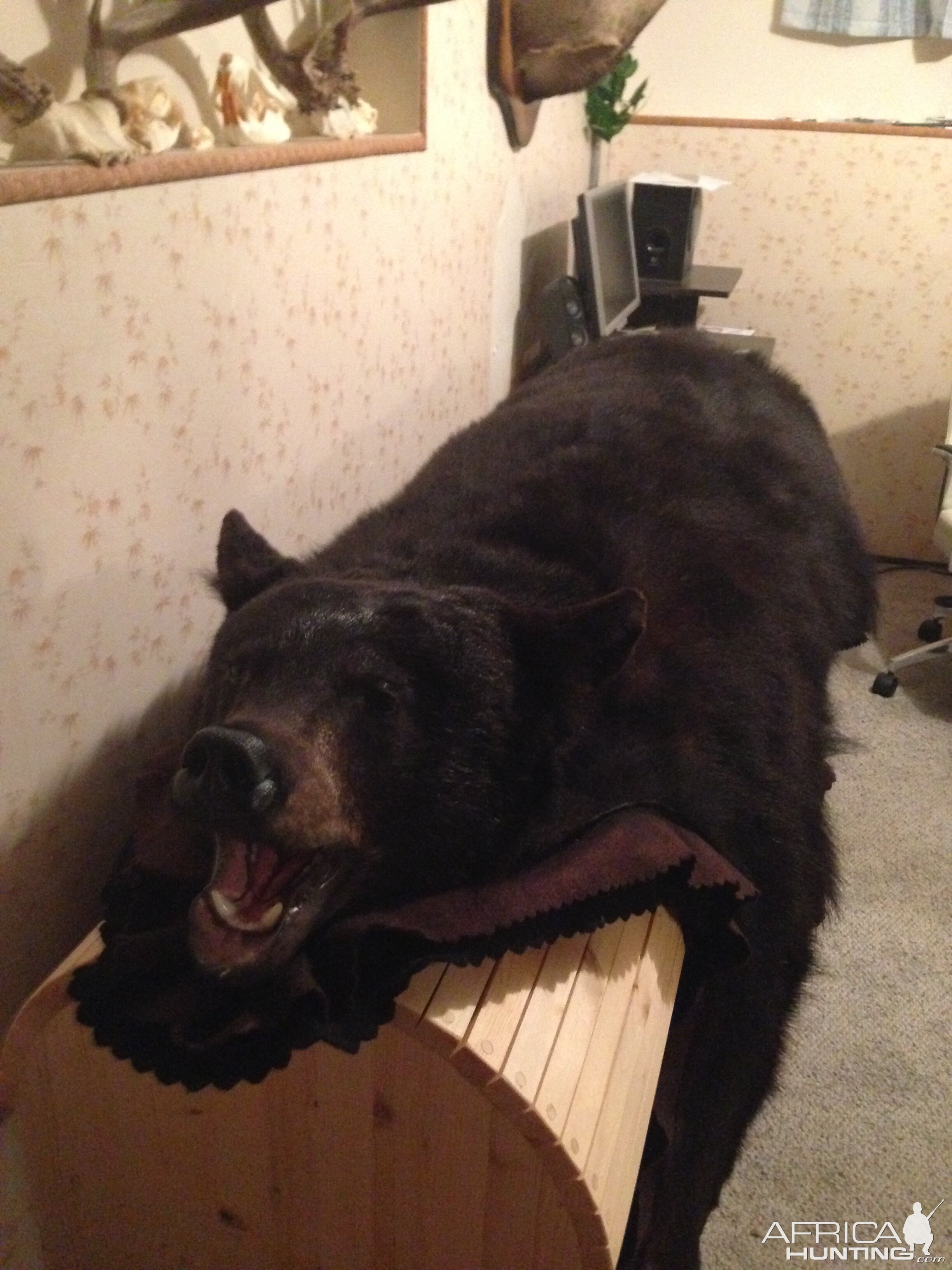 Bear Rug