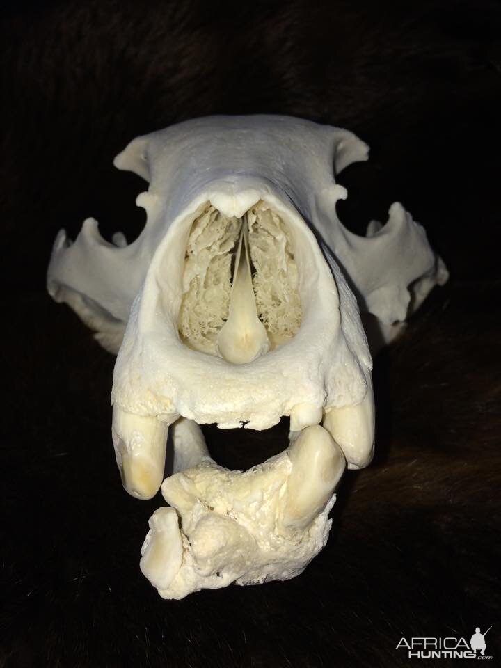 Bear Skull Taxidermy