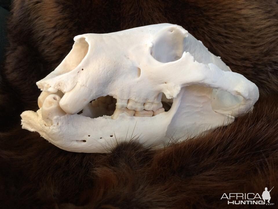 Bear Skull Taxidermy