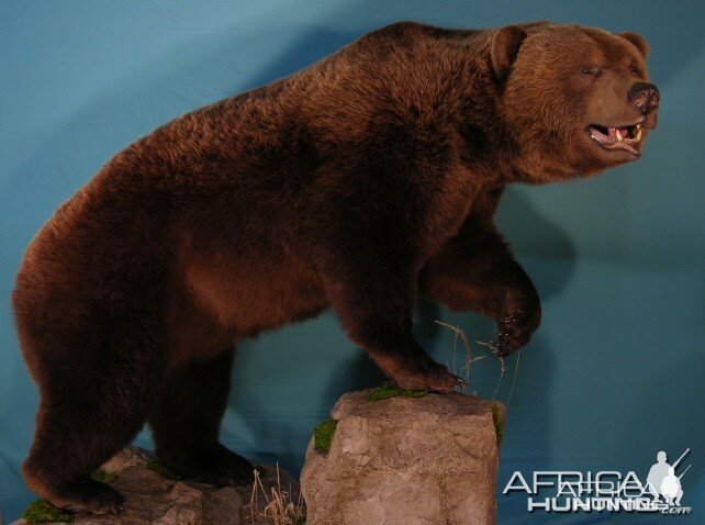 Bear Taxidermy