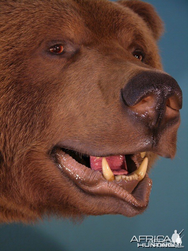 Bear Taxidermy