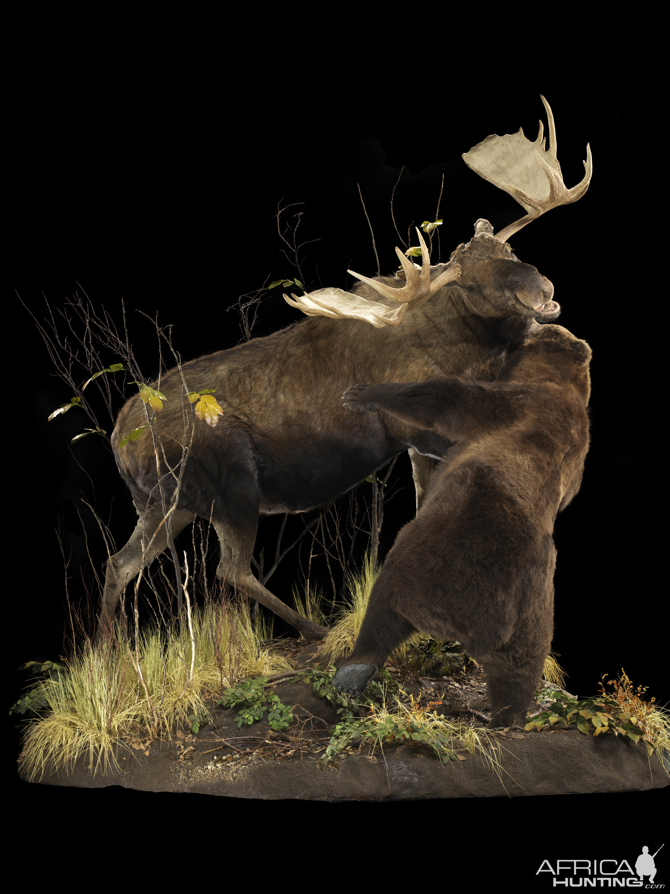 Bear vs. Moose full mount taxidermy