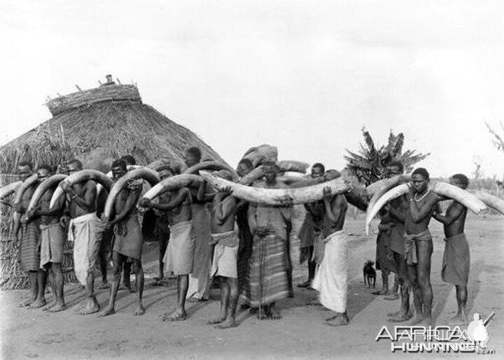 Bearers with Elephant tusks