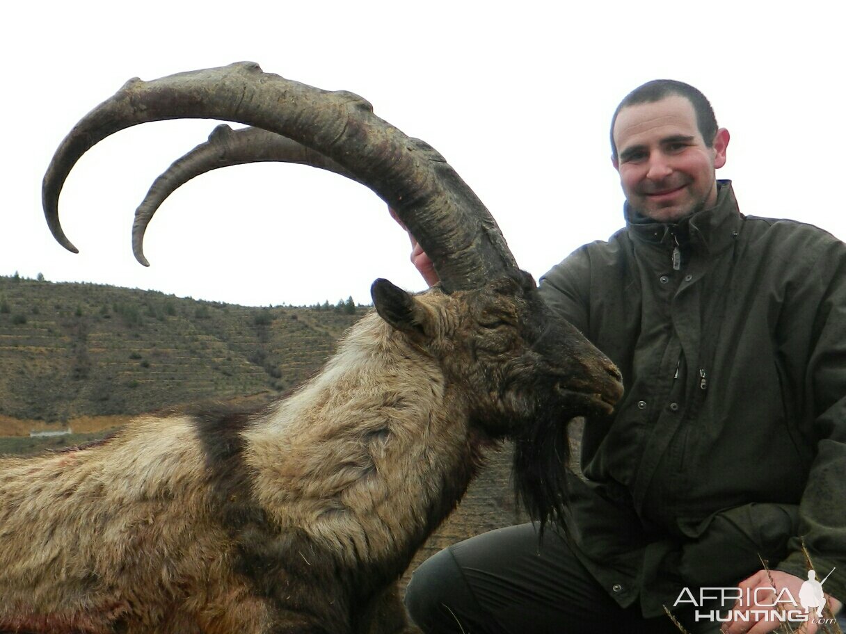 Beautiful Bezoar Ibex