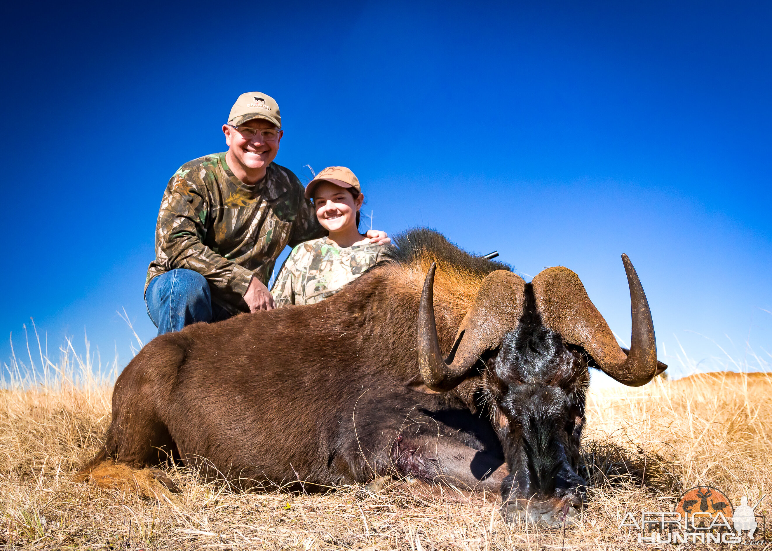 Beautiful Black Wildebeest