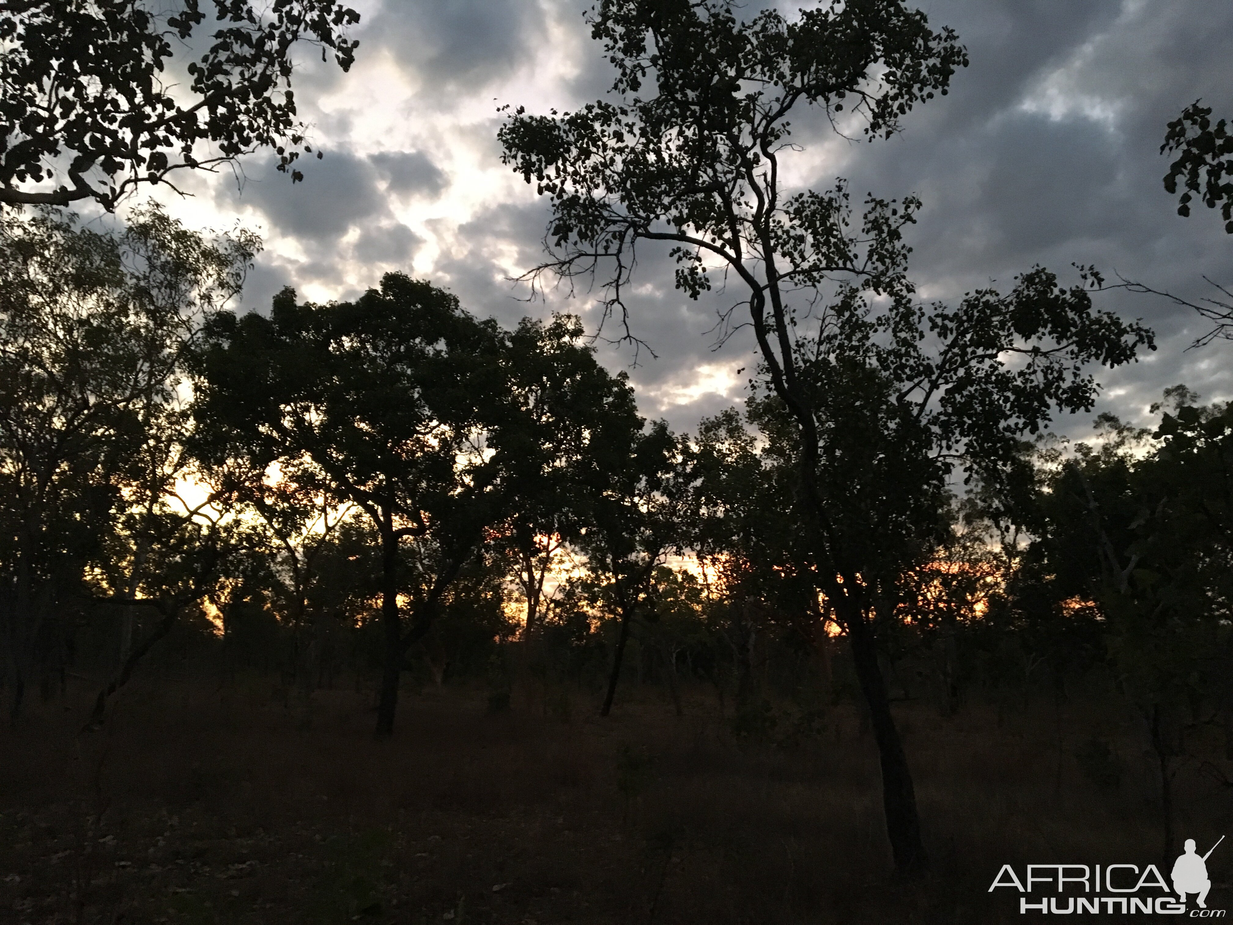 Beautiful evening out in the bush